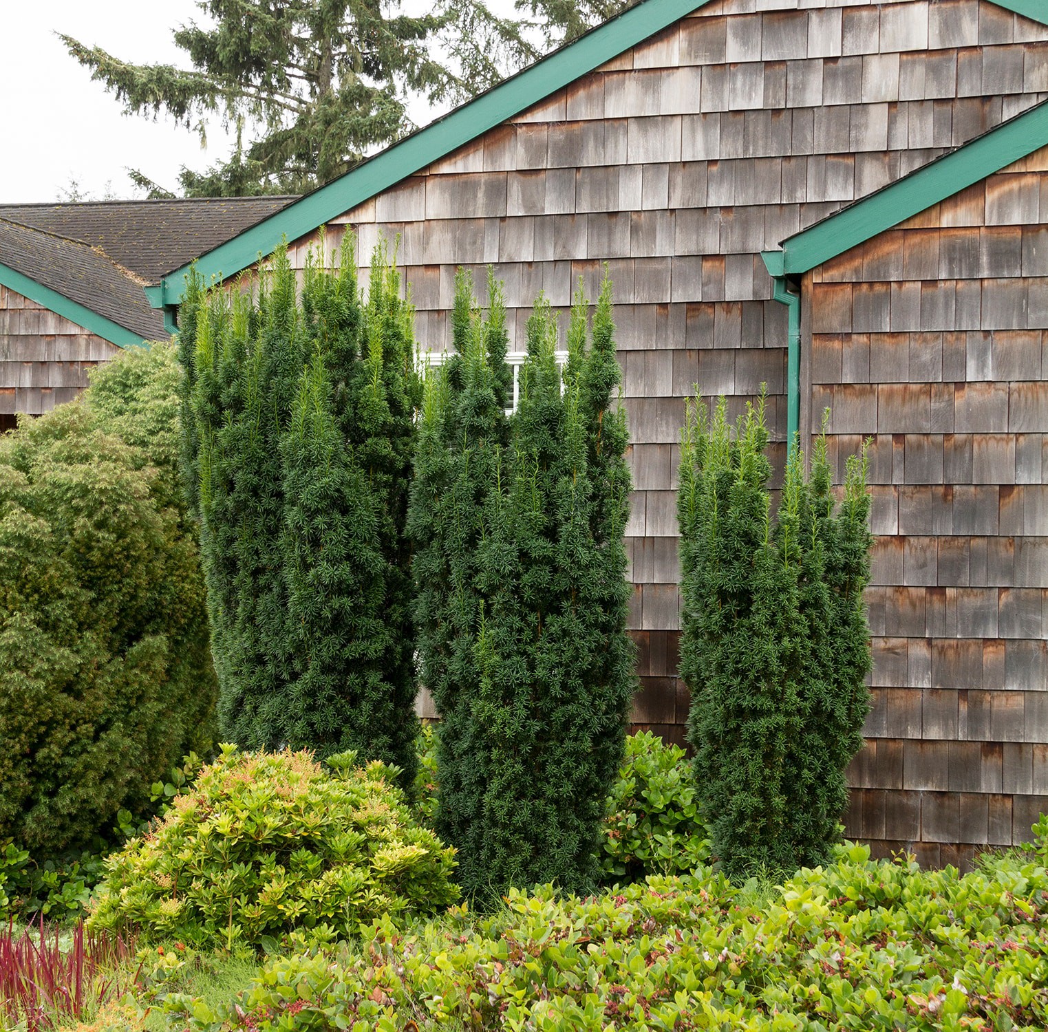 slide 3 of 4, Monrovia Hick's Yew Screening Shrub in 1.73 -Gallon Pot 1.0 -Pack, 1 ct