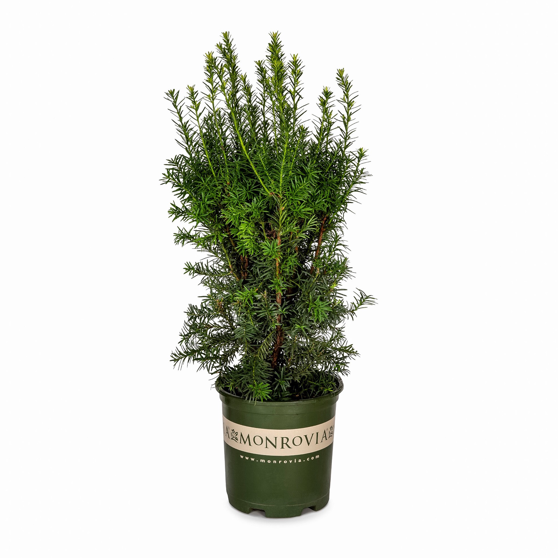 slide 1 of 4, Monrovia Hick's Yew Screening Shrub in 1.73 -Gallon Pot 1.0 -Pack, 1 ct