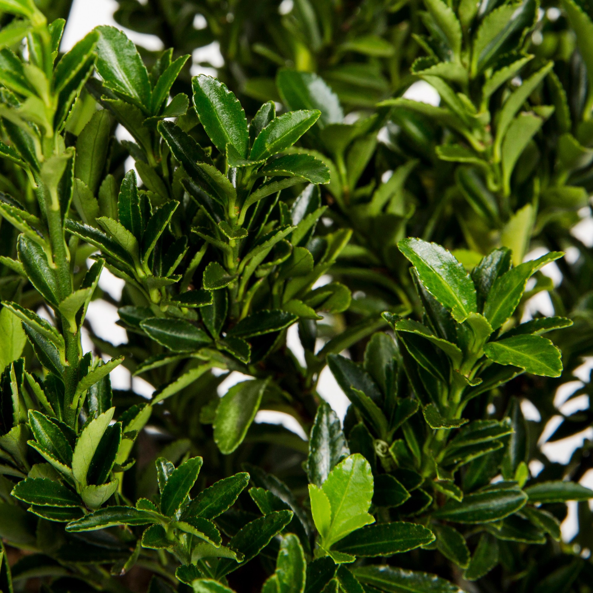 slide 2 of 4, Monrovia Boxleaf Euonymus Feature Shrub in 1.73 -Gallon Pot 1 -Pack with Multicolor Blooms, 1 ct