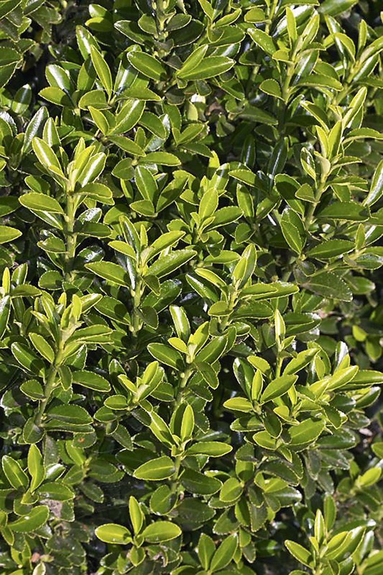 slide 1 of 4, Monrovia Boxleaf Euonymus Feature Shrub in 1.73 -Gallon Pot 1 -Pack with Multicolor Blooms, 1 ct