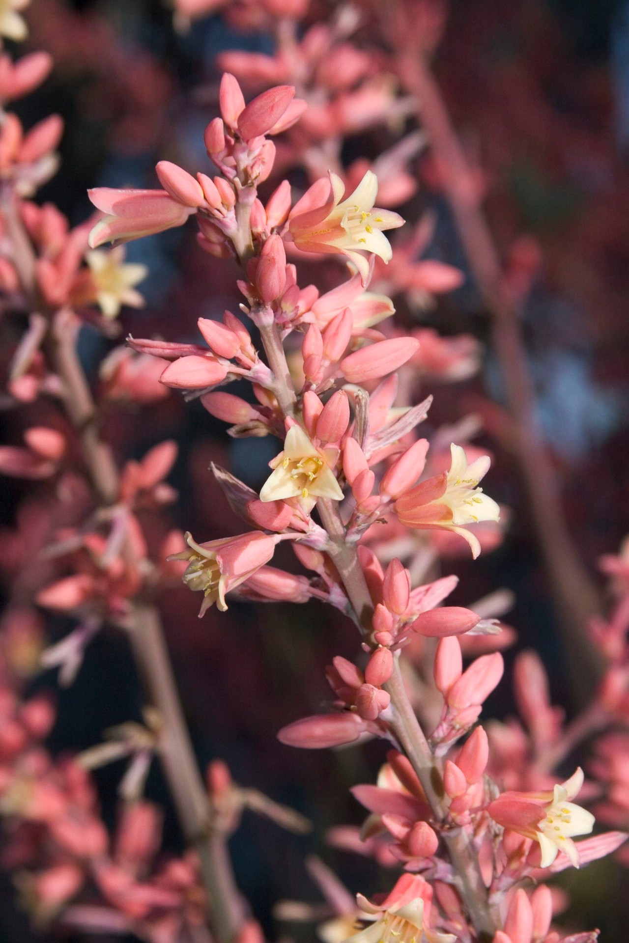 slide 2 of 4, Monrovia Pink Red Yucca Plant in 2.6 -Quart Pot 1.0 -Pack, 1 ct