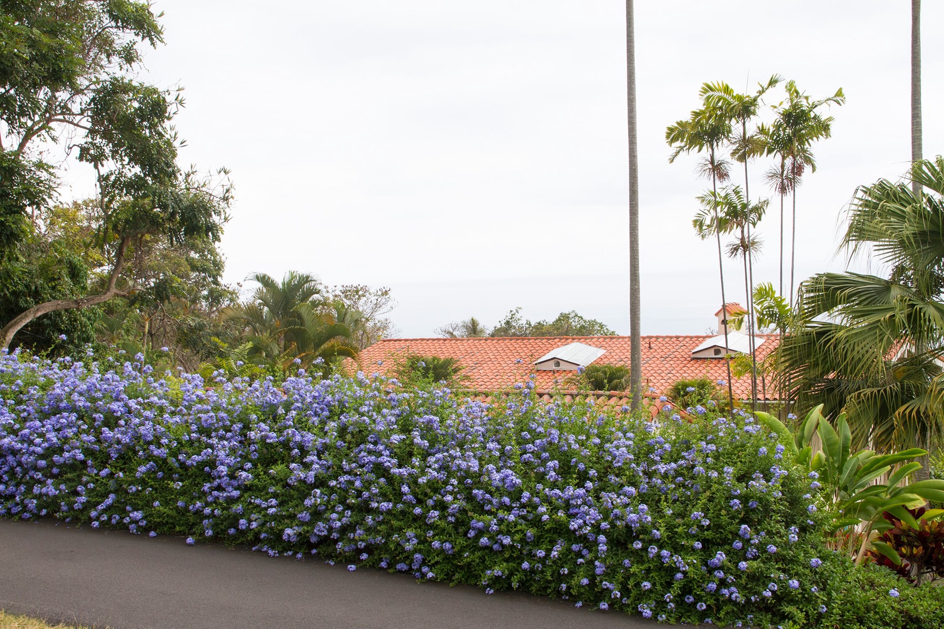 slide 2 of 4, Monrovia Royal Cape Plumbago Flowering Shrub in 2.6 -Quart Pot 1 -Pack with Blue Blooms, 1 ct