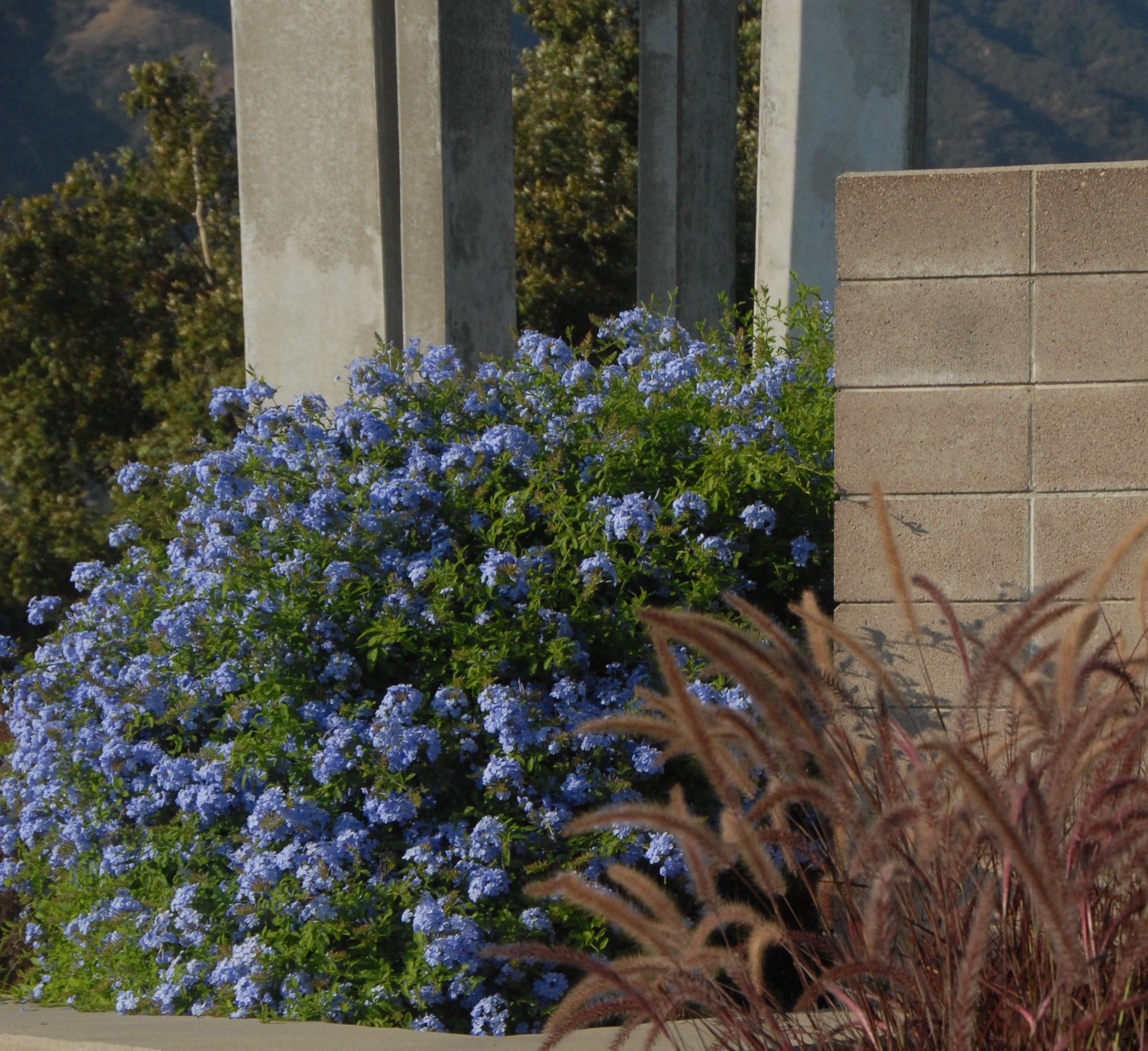 slide 3 of 4, Monrovia Royal Cape Plumbago Flowering Shrub in 2.6 -Quart Pot 1 -Pack with Blue Blooms, 1 ct