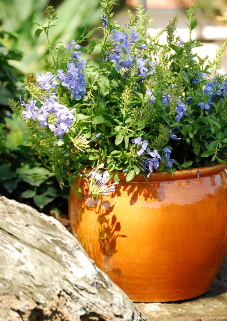 slide 4 of 4, Monrovia Royal Cape Plumbago Flowering Shrub in 2.6 -Quart Pot 1 -Pack with Blue Blooms, 1 ct