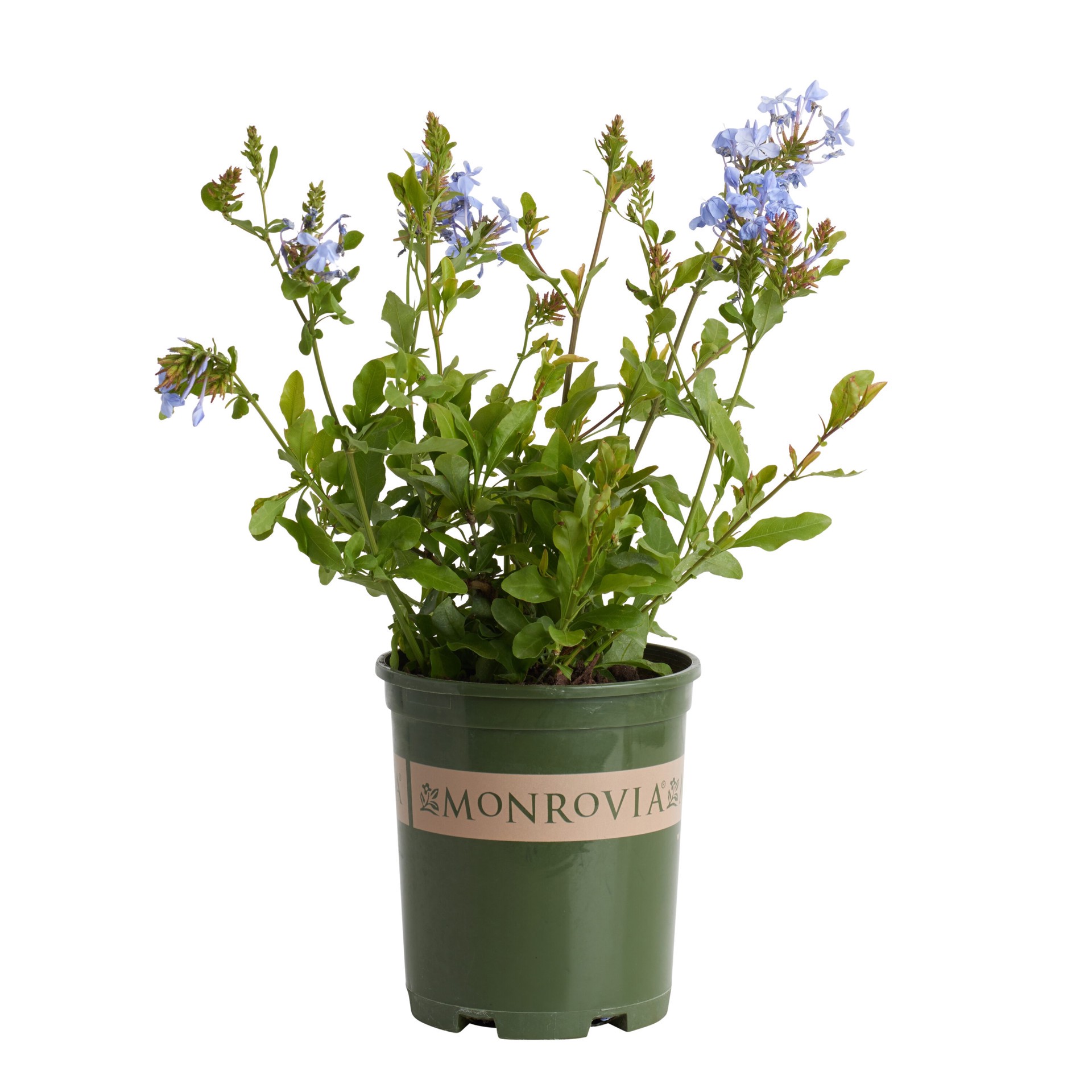 slide 1 of 4, Monrovia Royal Cape Plumbago Flowering Shrub in 2.6 -Quart Pot 1 -Pack with Blue Blooms, 1 ct