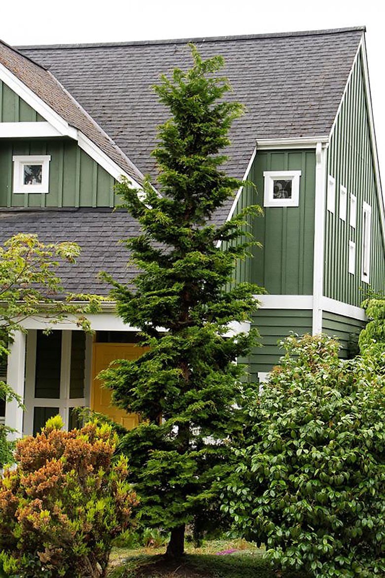 slide 1 of 1, Monrovia Slender Hinoki False Cypress Feature Shrub in 1.73 -Gallon Pot 1 -Pack, 1 ct