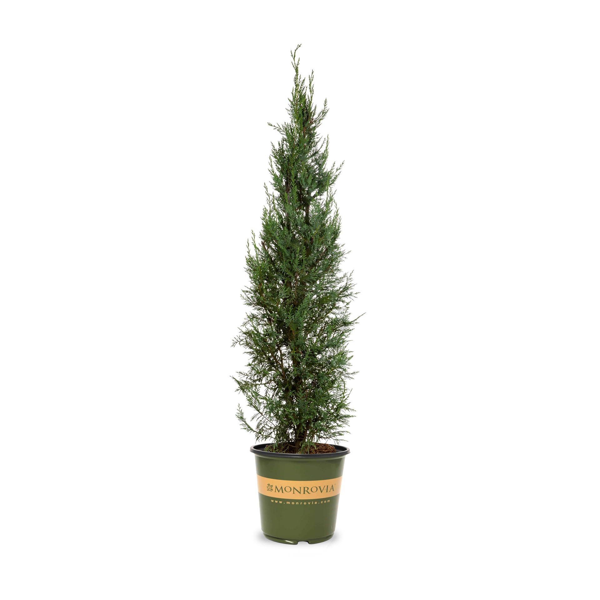 slide 1 of 4, Monrovia Leyland Cypress Screening Shrub in 3.58 -Gallon Pot 1.0 -Pack, 1 ct