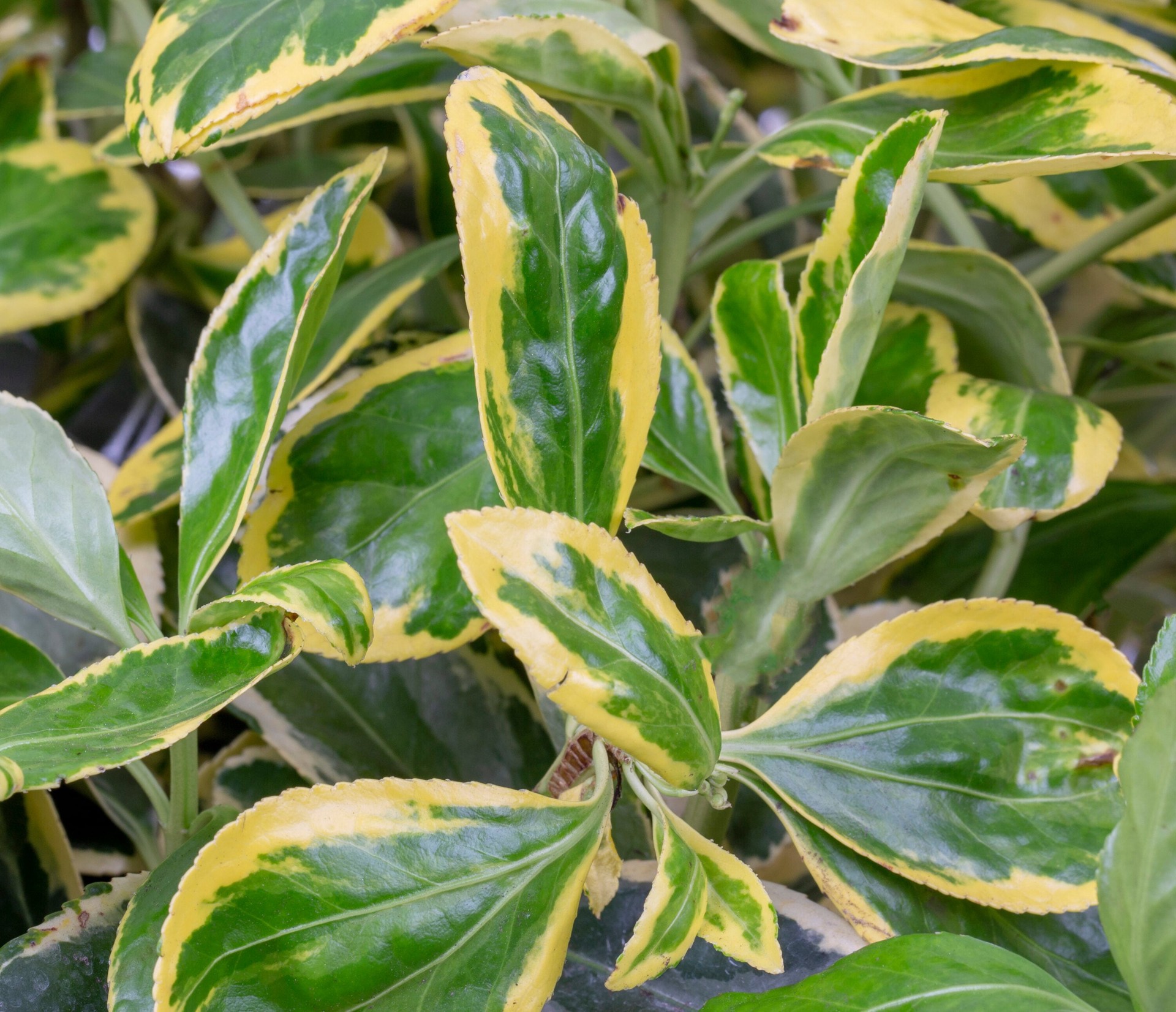 slide 2 of 4, Monrovia Silver King Euonymus Foundation/Hedge Shrub in 1.73 -Gallon Pot 1 -Pack with Multicolor Blooms, 1 ct