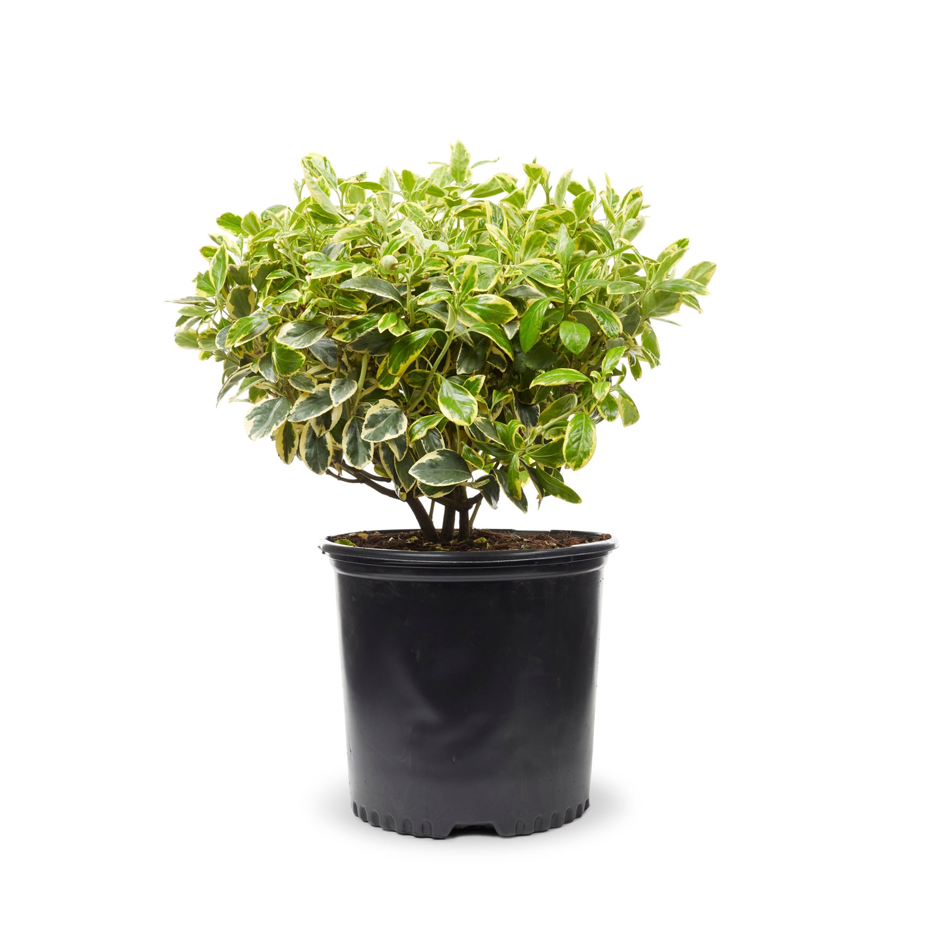 slide 1 of 4, Monrovia Silver King Euonymus Foundation/Hedge Shrub in 1.73 -Gallon Pot 1 -Pack with Multicolor Blooms, 1 ct