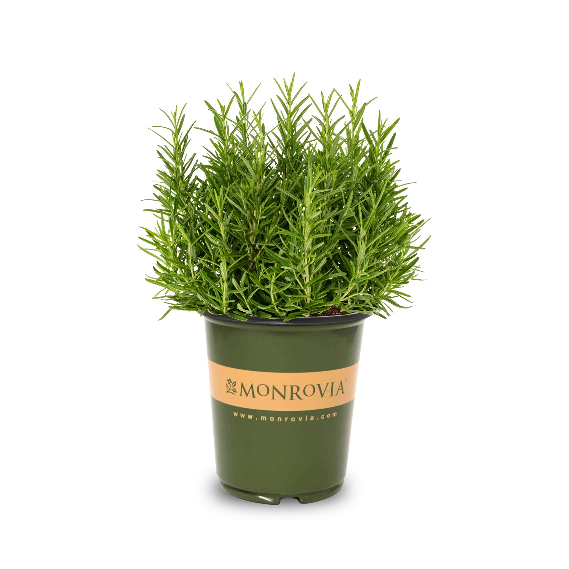 slide 1 of 4, Monrovia Roman Beauty Rosemary Flowering Shrub in 2.6 -Quart Pot 1 -Pack with Blue Blooms, 1 ct