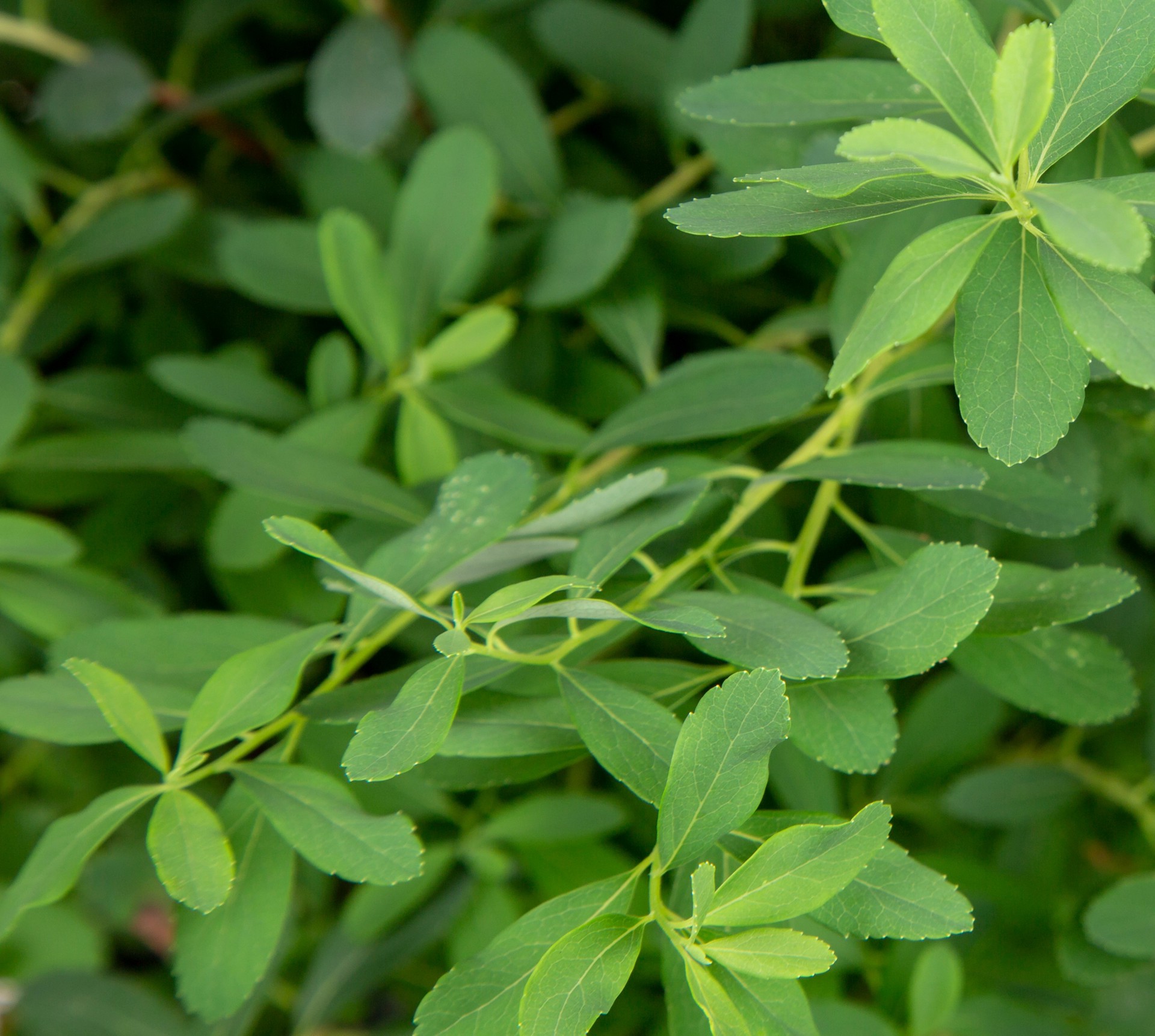 slide 2 of 4, Monrovia Snowmound Spirea Flowering Shrub in 2.6 -Quart Pot 1 -Pack with White Blooms, 1 ct