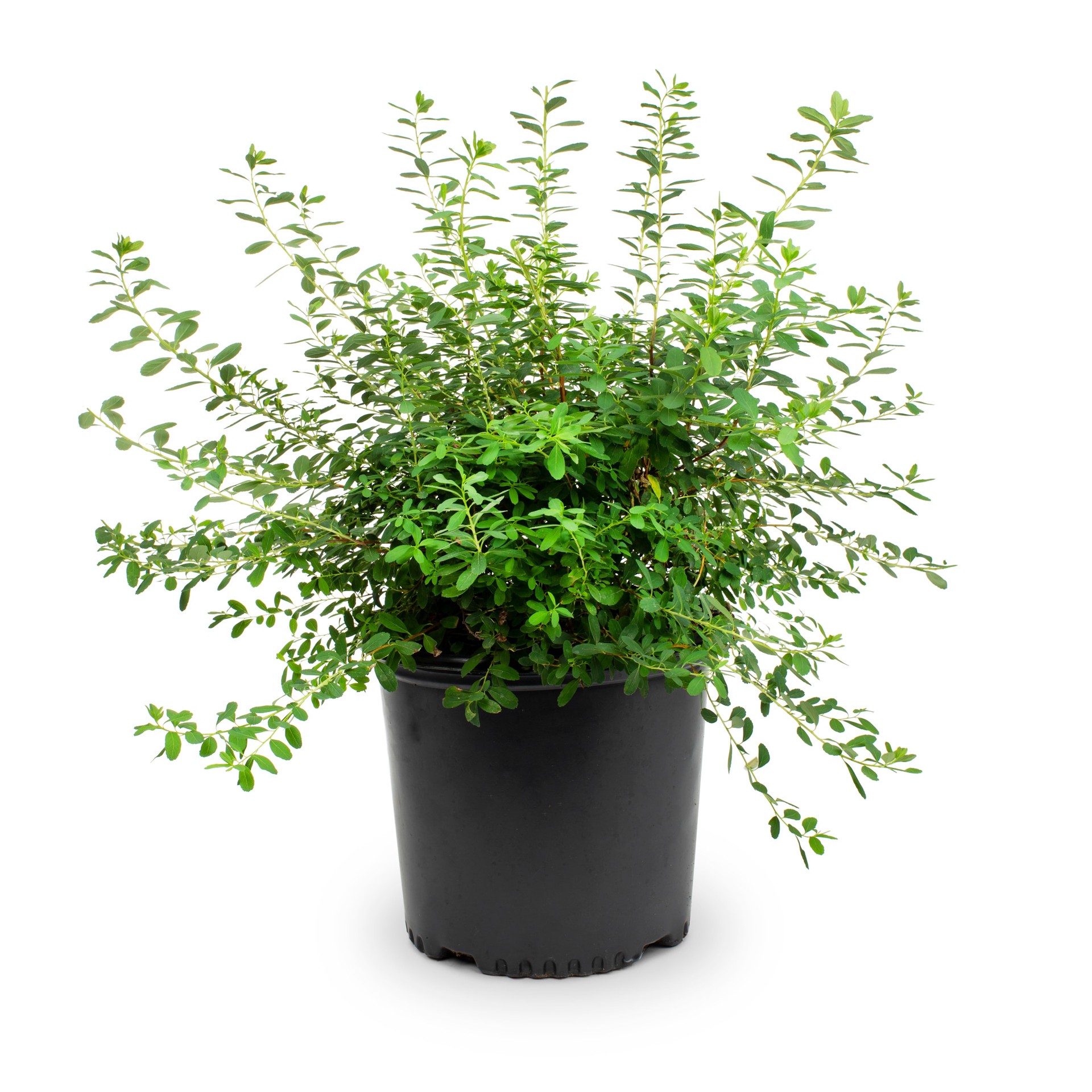 slide 1 of 4, Monrovia Snowmound Spirea Flowering Shrub in 2.6 -Quart Pot 1 -Pack with White Blooms, 1 ct