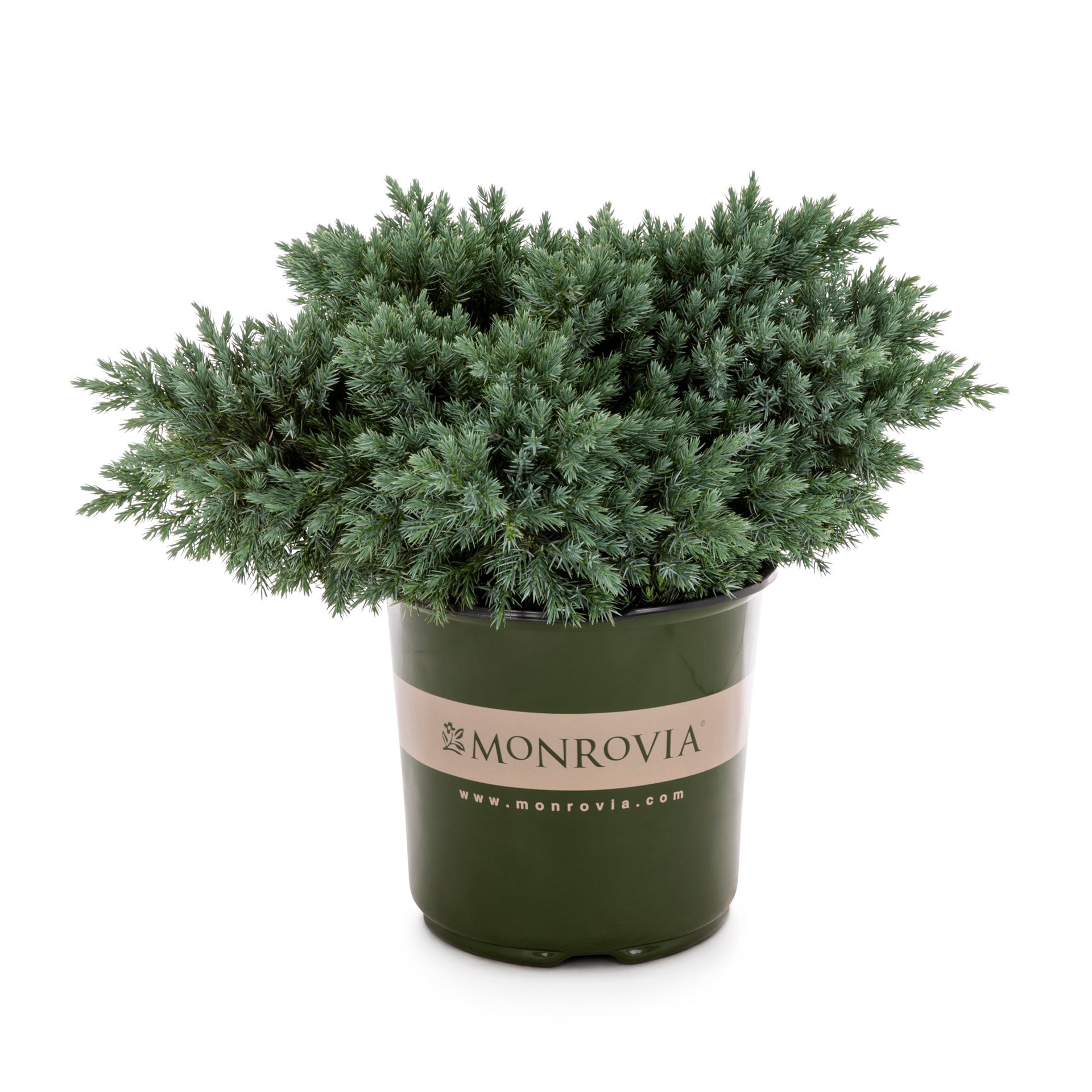 slide 1 of 4, Monrovia Blue Star Juniper Foundation/Hedge Shrub in 3.58 -Gallon Pot 1 -Pack, 1 ct