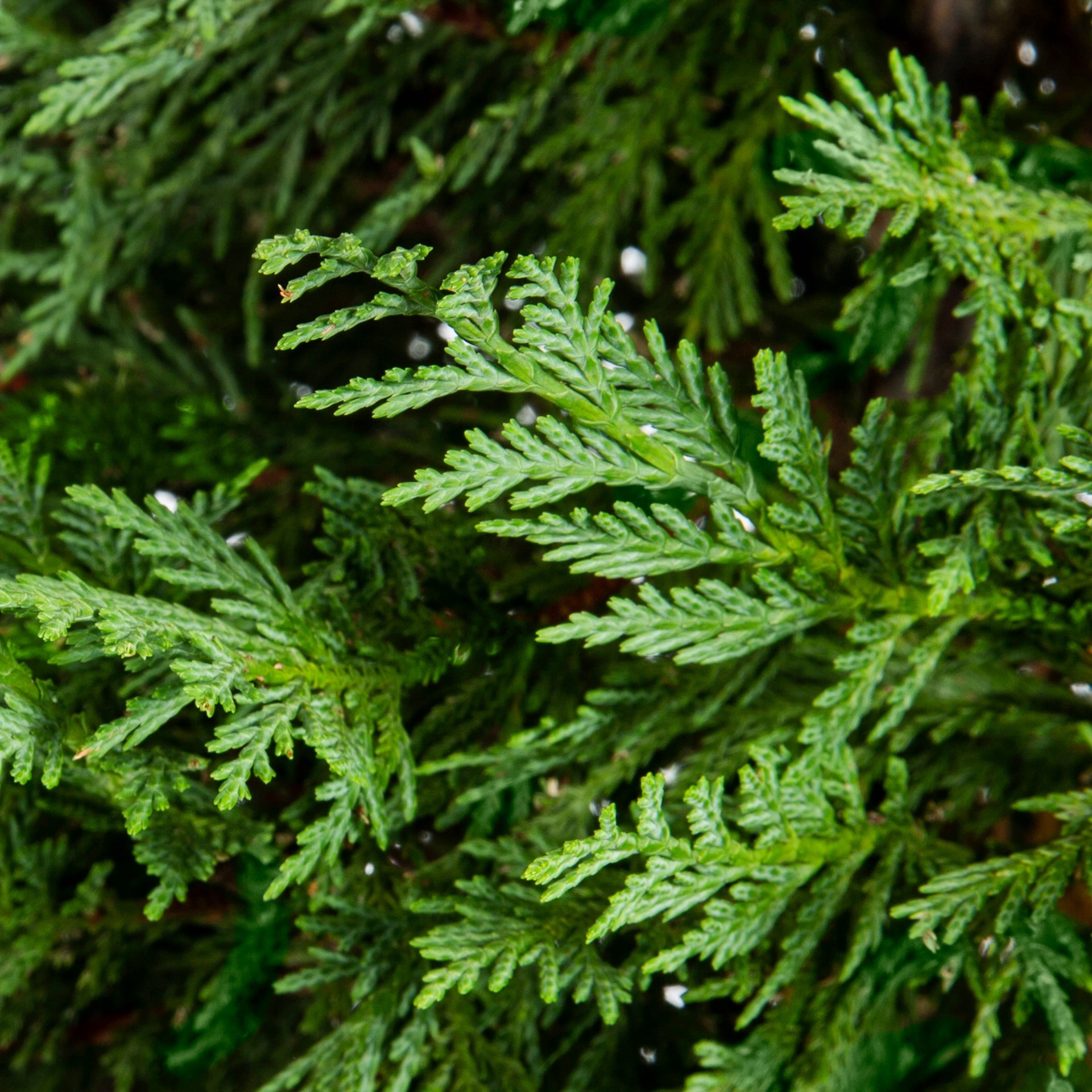 slide 2 of 4, Monrovia Green Giant Arborvitae Screening Shrub in 3.58 -Gallon Pot 1 -Pack, 1 ct