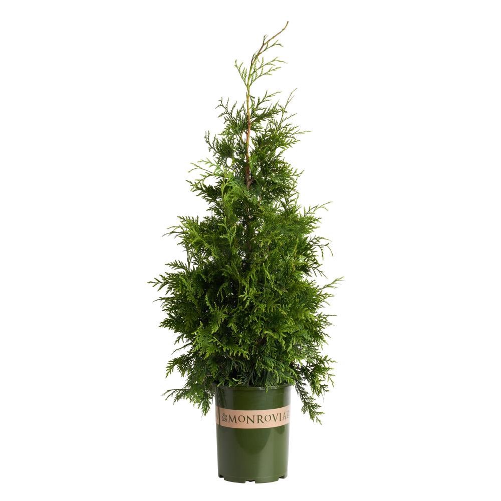 slide 1 of 4, Monrovia Green Giant Arborvitae Screening Shrub in 3.58 -Gallon Pot 1 -Pack, 1 ct