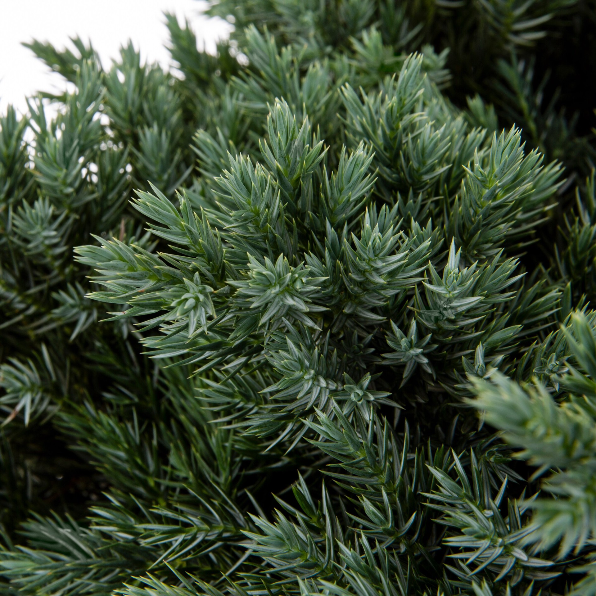 slide 2 of 4, Monrovia Blue Point Juniper Accent Shrub in 3.58 -Gallon Pot 1 -Pack, 1 ct