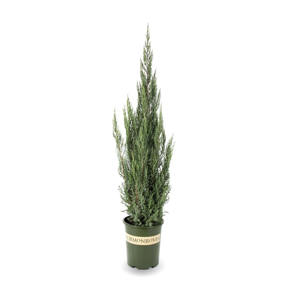 slide 1 of 4, Monrovia Blue Point Juniper Accent Shrub in 3.58 -Gallon Pot 1 -Pack, 1 ct