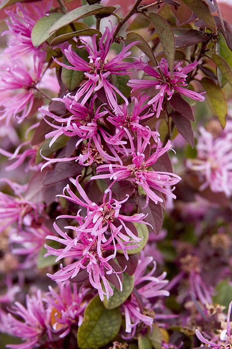 slide 1 of 1, Monrovia Pink Sizzling Pink Fringe Flower Flowering Shrub In Pot (With Soil), 1 ct