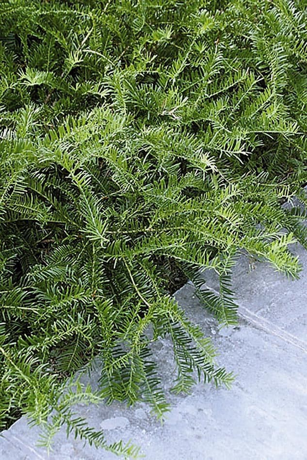 slide 1 of 1, Monrovia Spreading Japanese Plum Yew Foundation/Hedge Shrub in 1.73 -Gallon Pot 1 -Pack, 1 ct