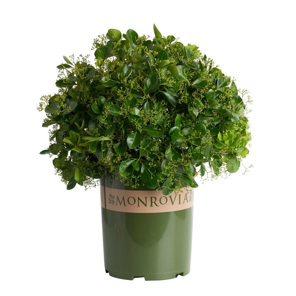 slide 1 of 1, Monrovia Manhattan Euonymus Foundation/Hedge Shrub in 3.58 -Gallon Pot with Green Blooms, 1 ct