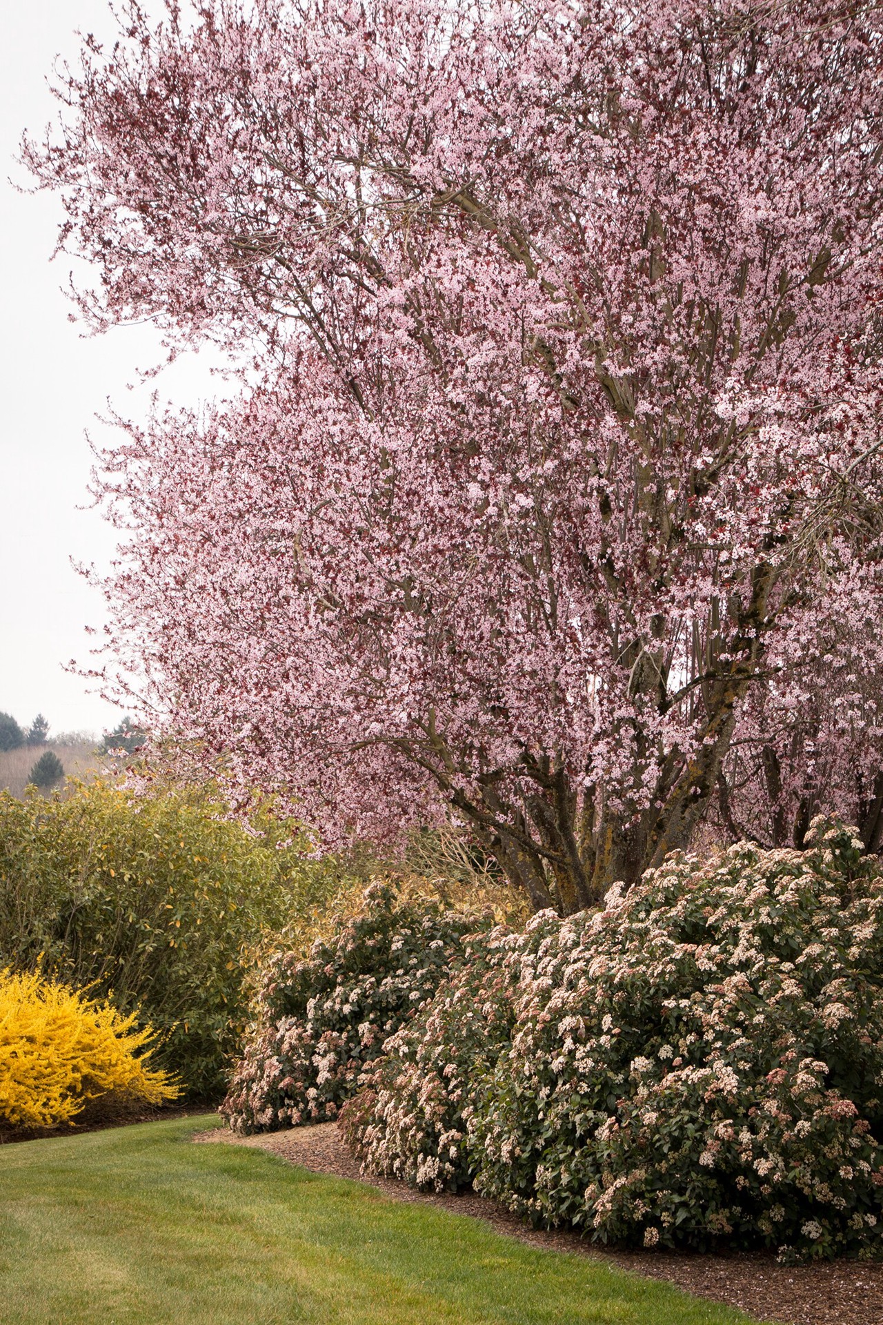 slide 2 of 2, Monrovia Spring Bouquet Laurustinus Flowering Shrub in 2.6 -Quart Pot 1 -Pack with White Blooms, 1 ct
