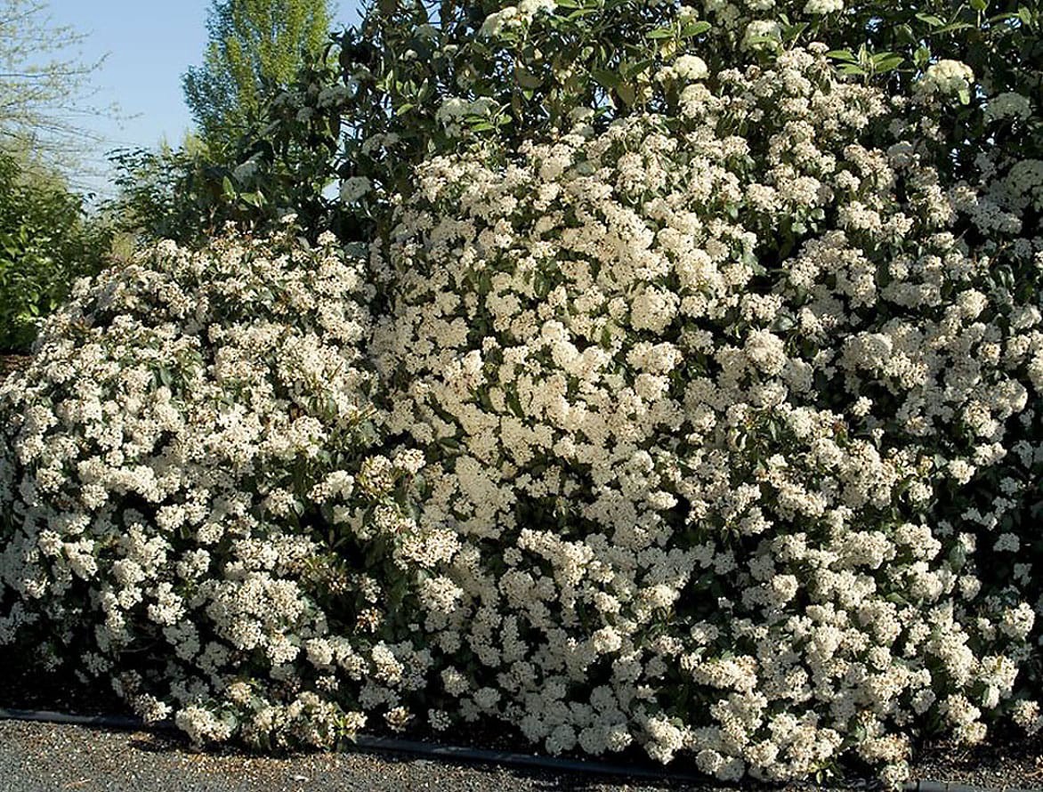 slide 1 of 2, Monrovia Spring Bouquet Laurustinus Flowering Shrub in 2.6 -Quart Pot 1 -Pack with White Blooms, 1 ct