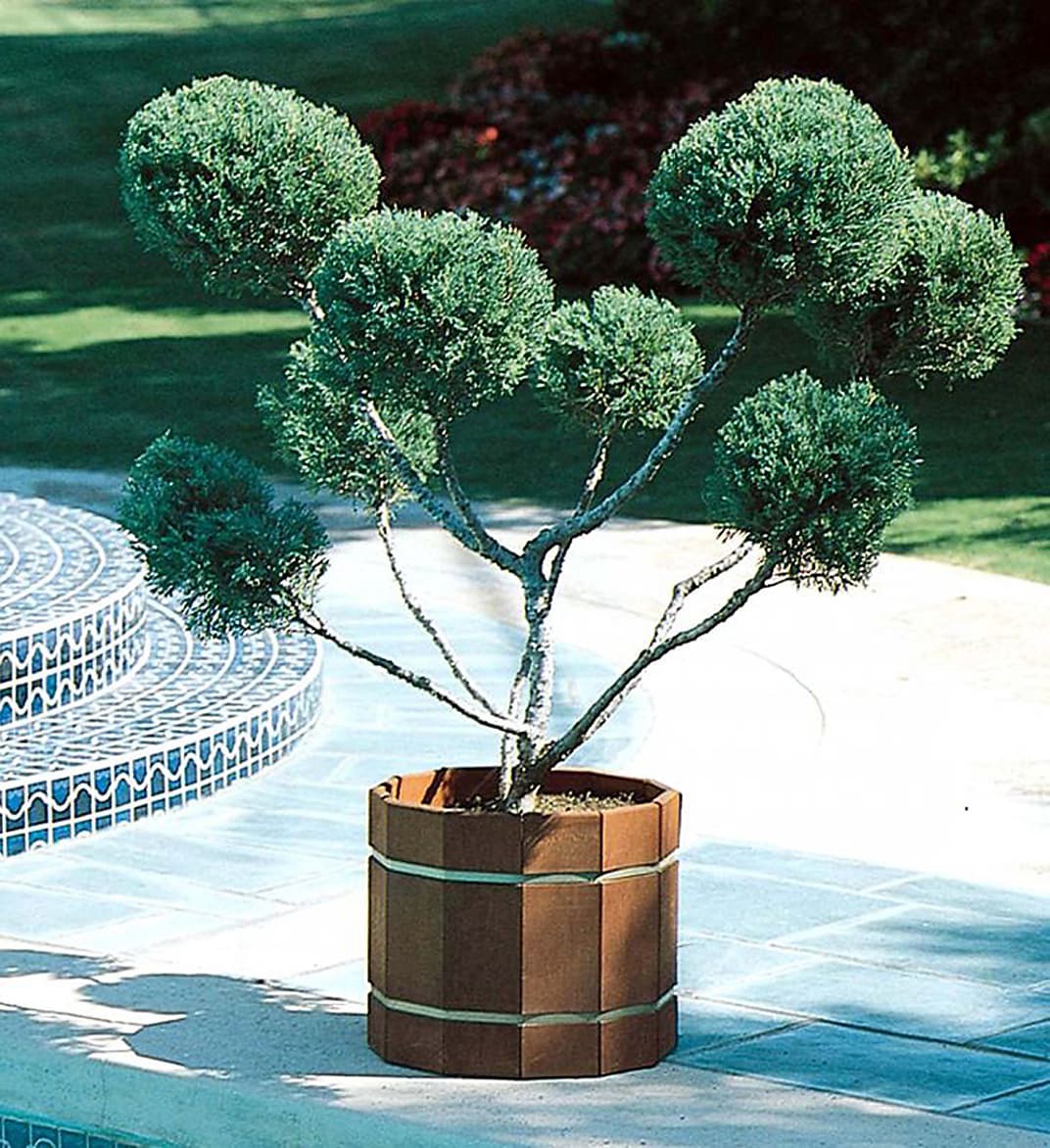 slide 1 of 3, Monrovia Mint Julep Juniper Accent Shrub in 3.58 -Gallon Pot 1 -Pack, 1 ct