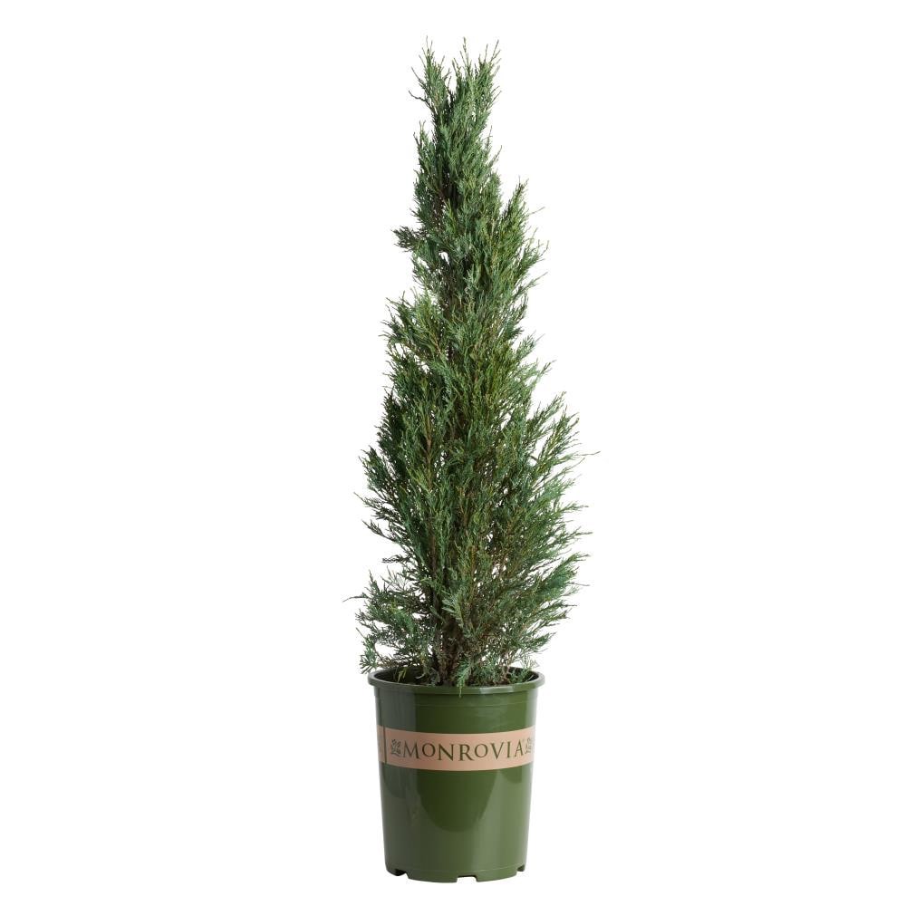 slide 1 of 1, Monrovia Skyrocket Juniper Screening Shrub in 3.58 -Gallon Pot, 1 ct