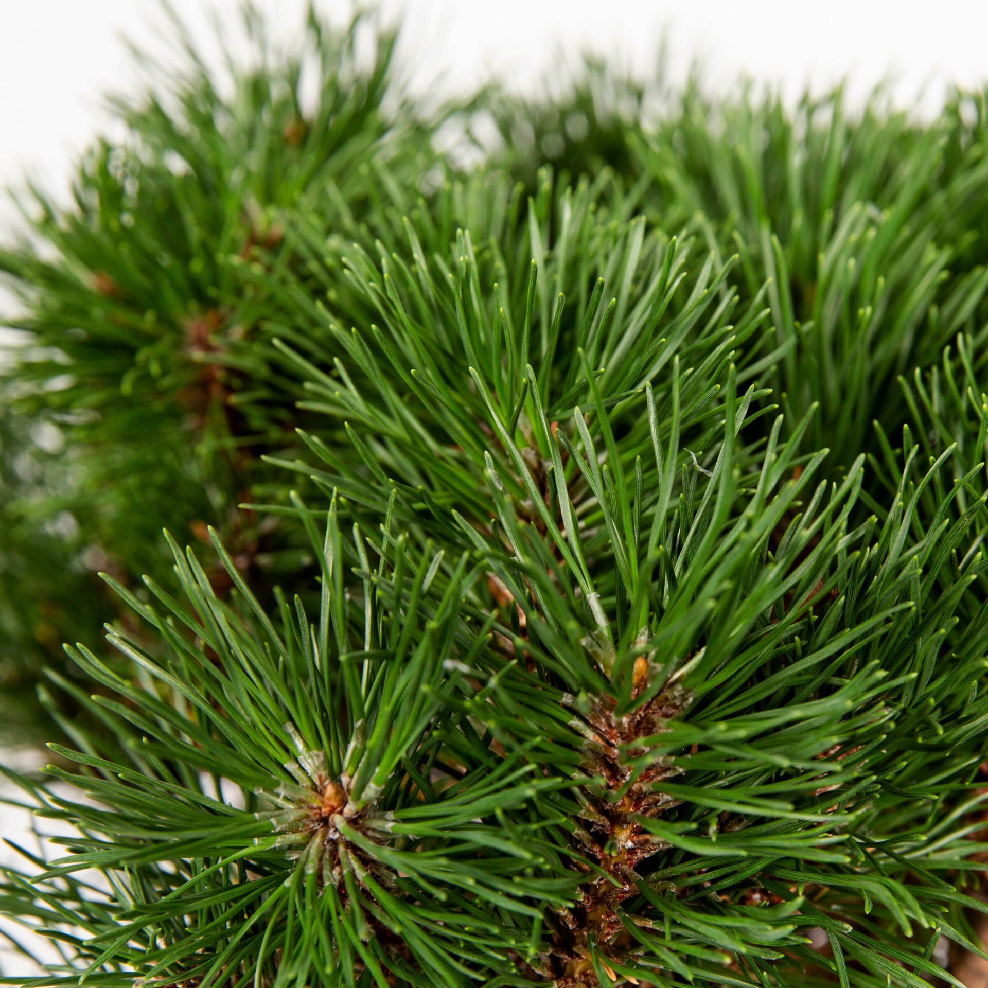 slide 2 of 4, Monrovia Dwarf Mugo Pine Accent Shrub in 1.73 -Gallon Pot 1 -Pack, 1 ct