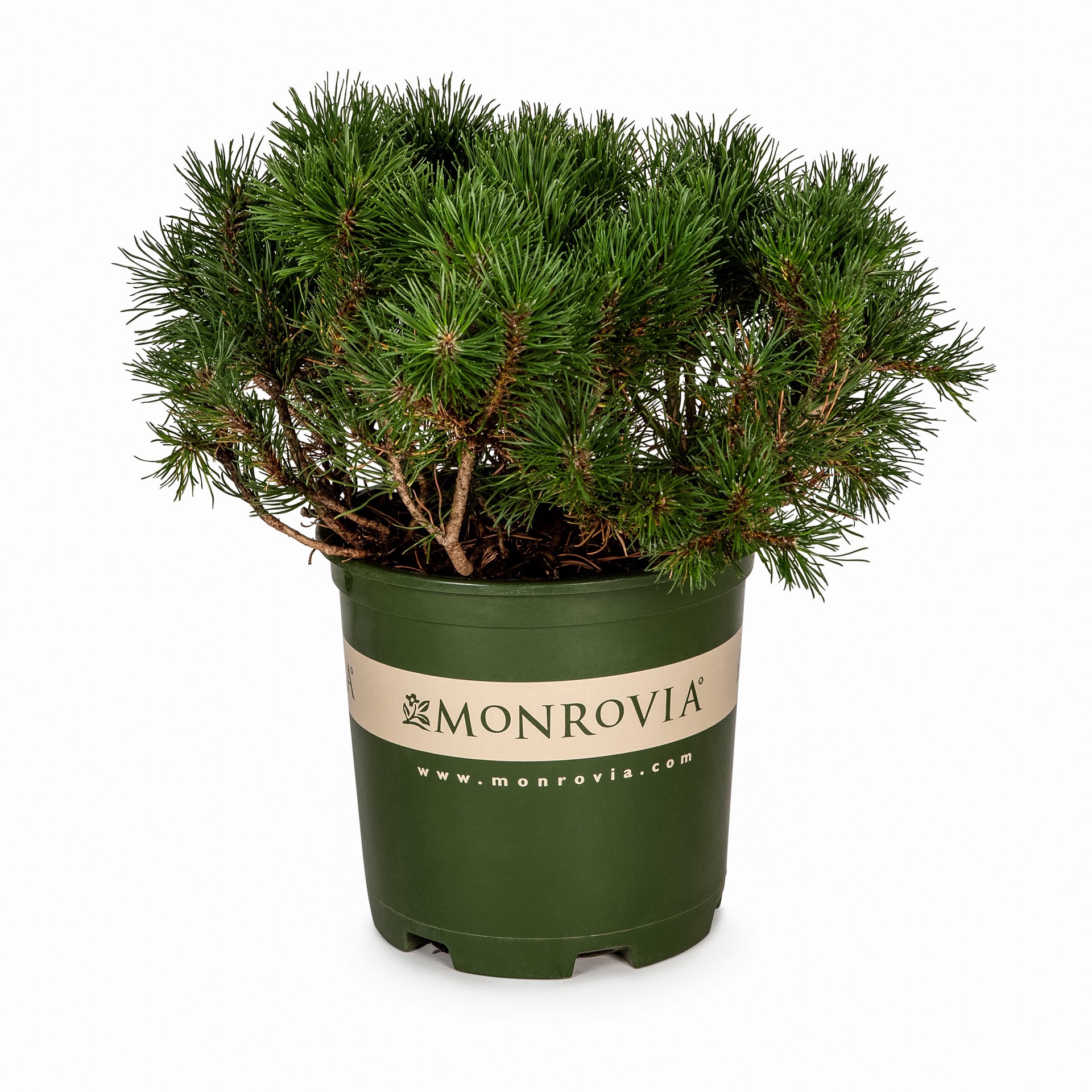 slide 1 of 4, Monrovia Dwarf Mugo Pine Accent Shrub in 1.73 -Gallon Pot 1 -Pack, 1 ct
