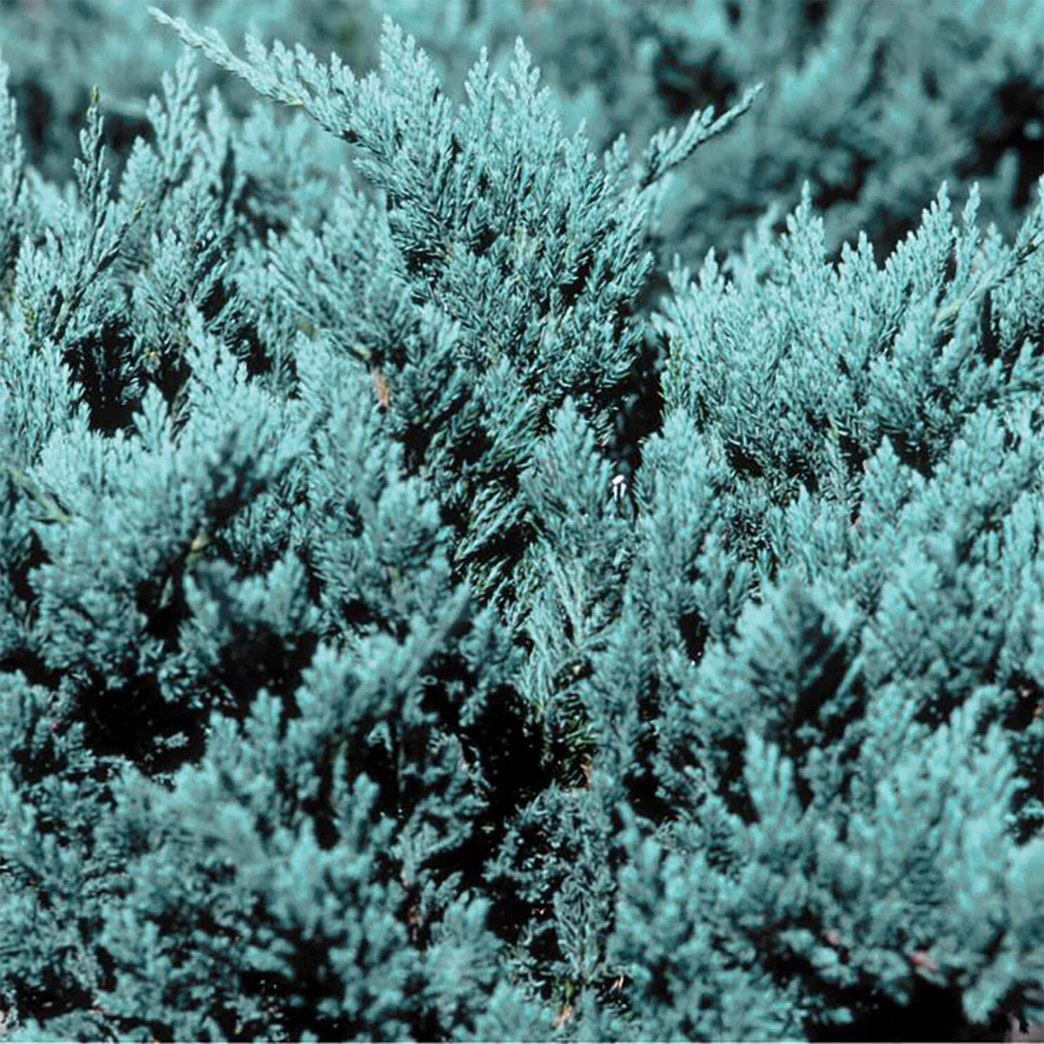 slide 2 of 4, Monrovia Blue Chip Juniper Foundation/Hedge Shrub in 1.73 -Gallon Pot 1 -Pack, 1 ct