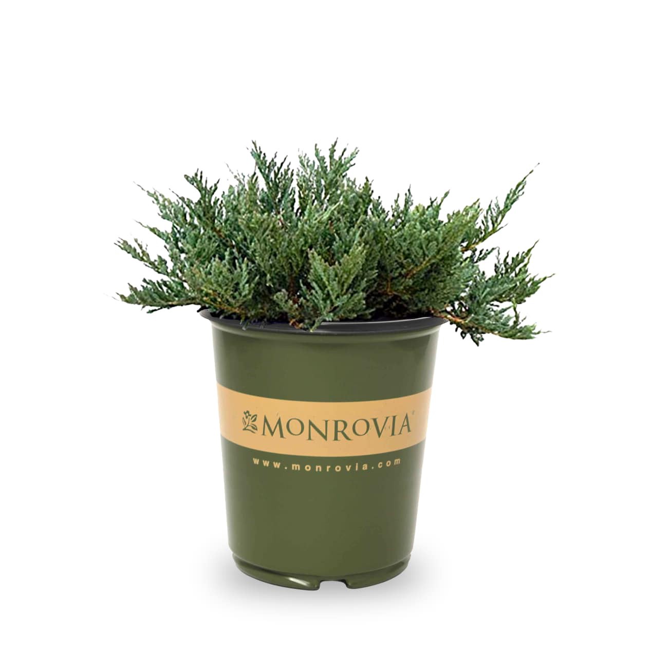 slide 1 of 4, Monrovia Blue Chip Juniper Foundation/Hedge Shrub in 1.73 -Gallon Pot 1 -Pack, 1 ct