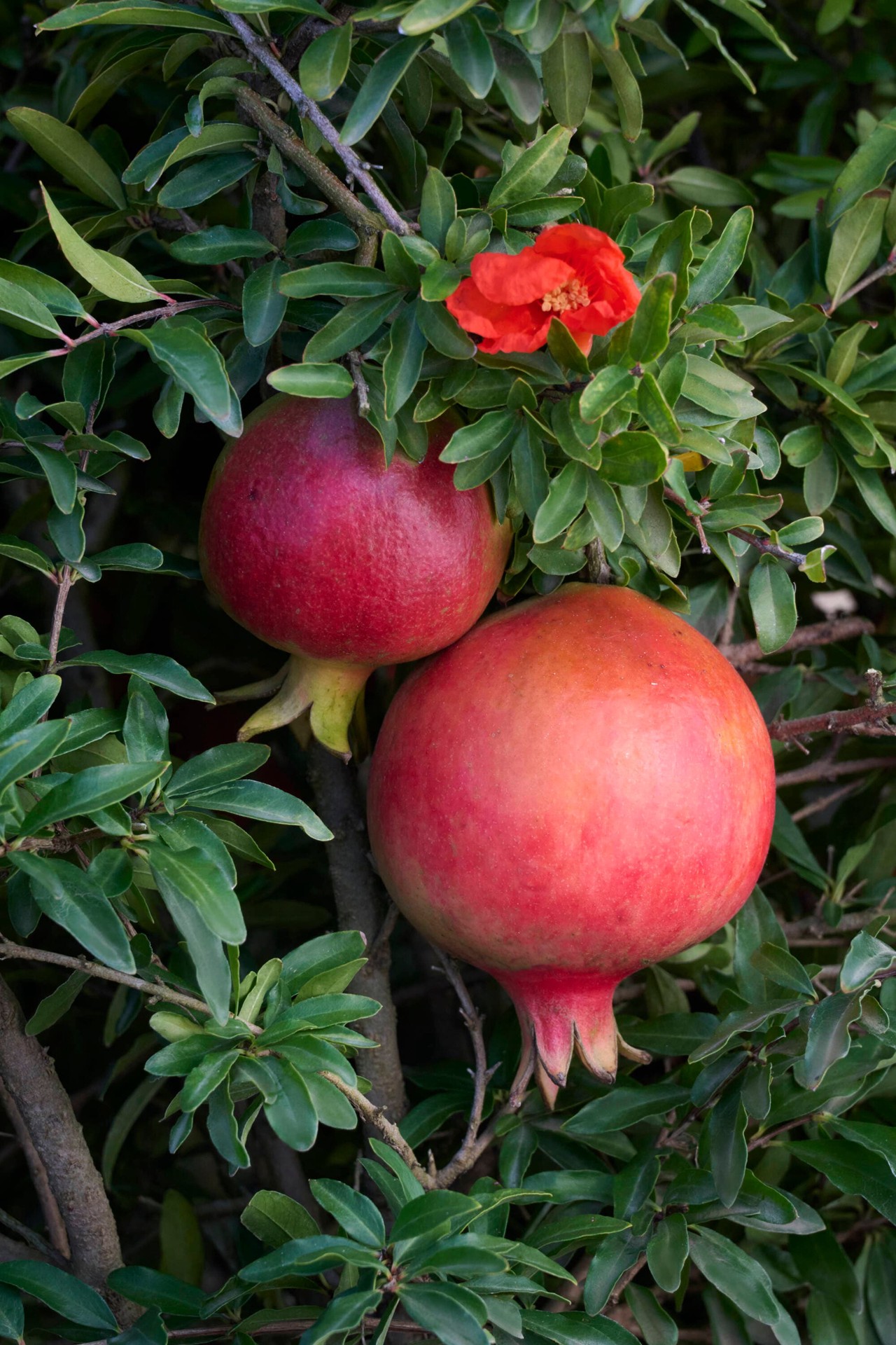 slide 3 of 3, Monrovia Dwarf Pomegranate Flowering Shrub in 2.6 -Quart Pot 1 -Pack with Red Blooms, 1 ct