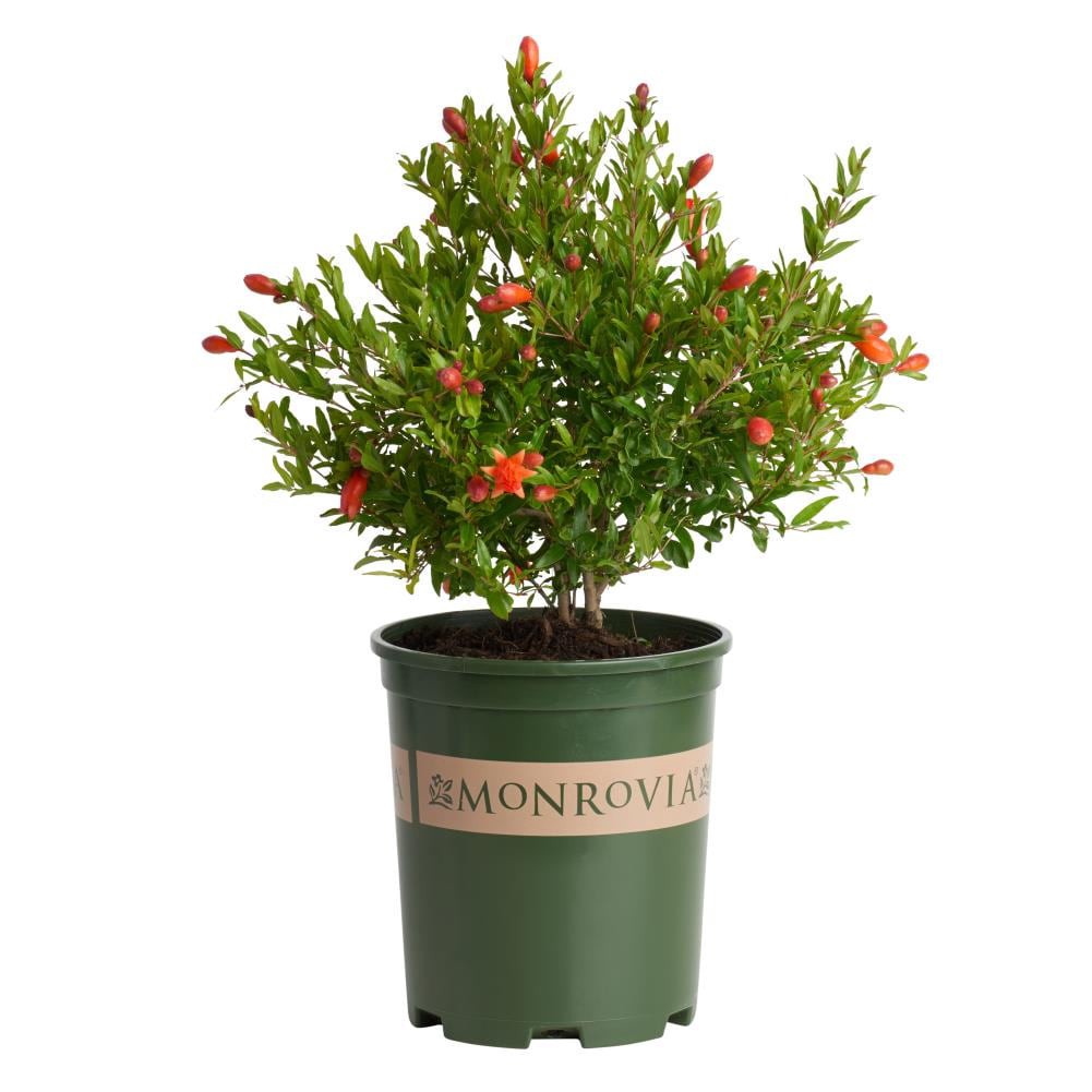 slide 1 of 3, Monrovia Dwarf Pomegranate Flowering Shrub in 2.6 -Quart Pot 1 -Pack with Red Blooms, 1 ct