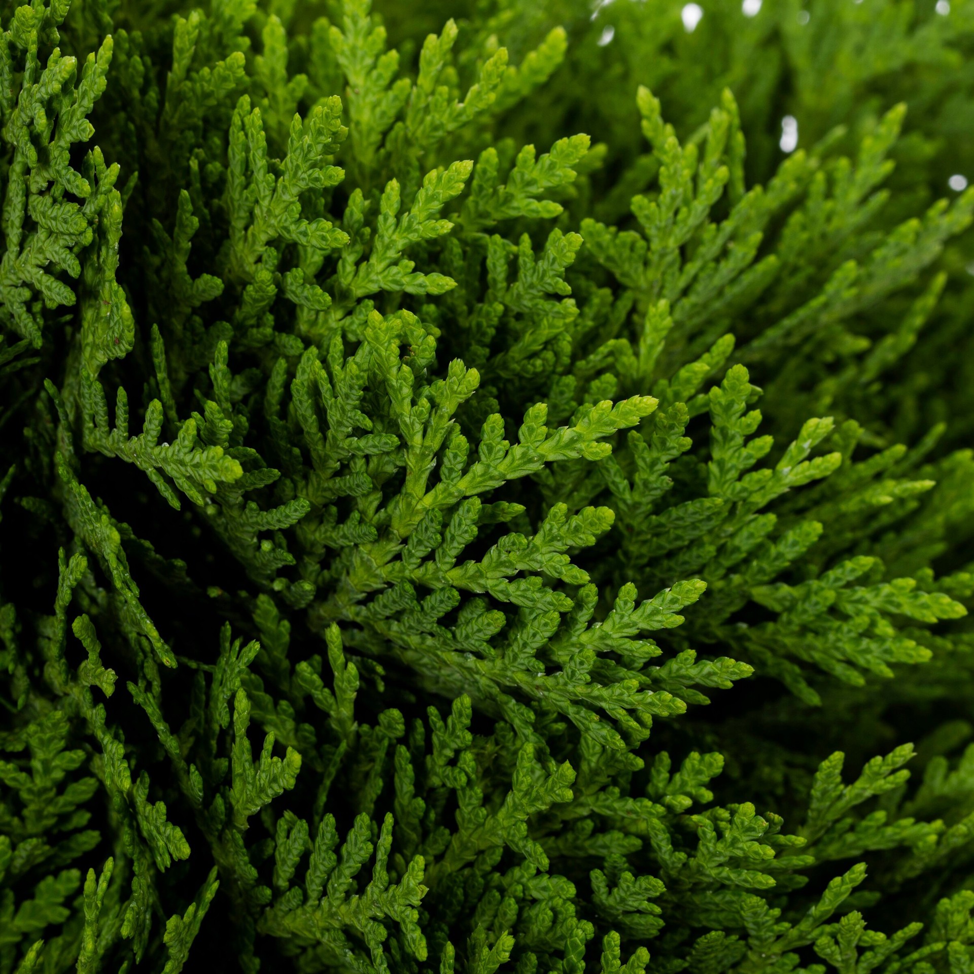 slide 2 of 2, Monrovia Danica Arborvitae Foundation/Hedge Shrub in 1.73 -Gallon Pot 1.0 -Pack, 1 ct