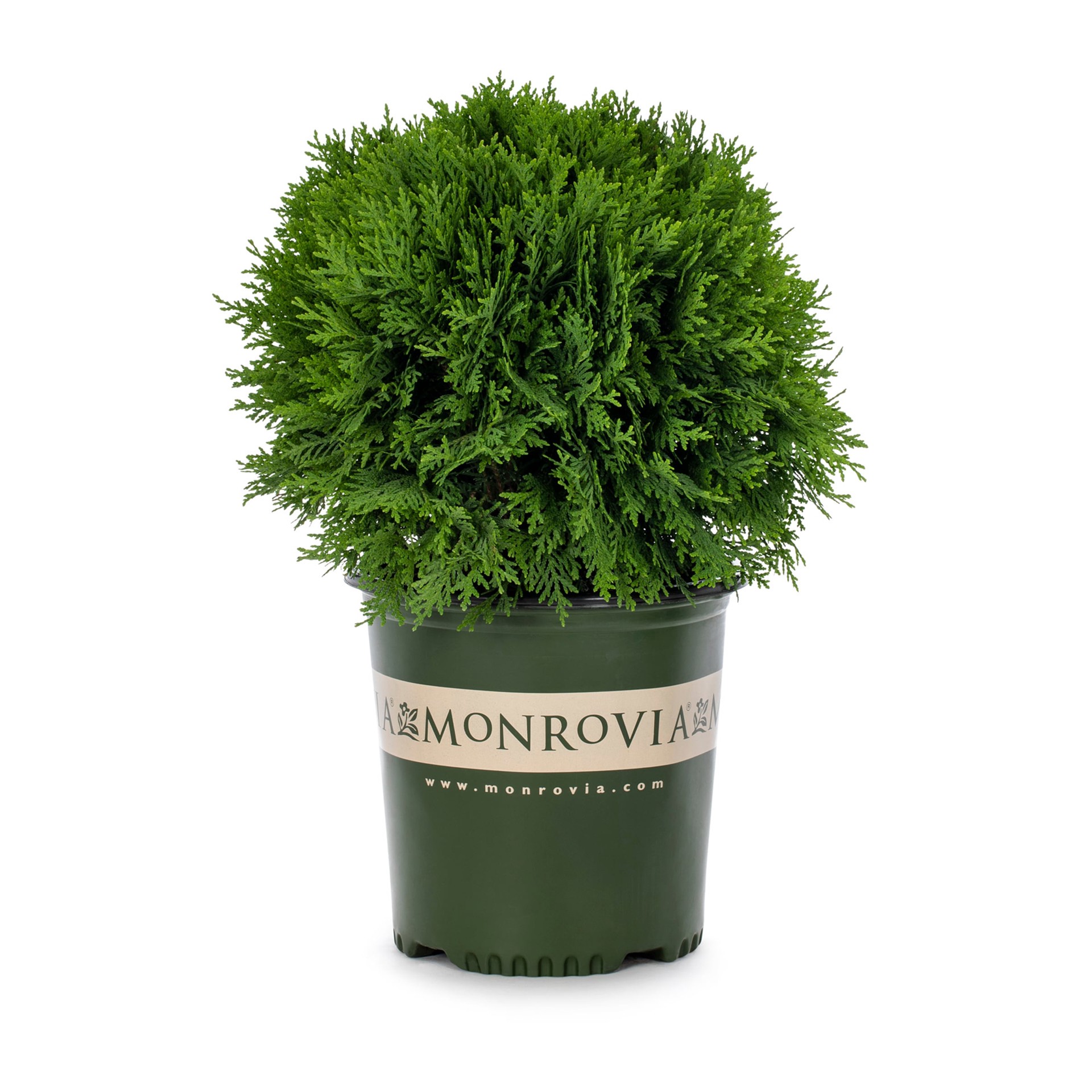 slide 1 of 2, Monrovia Danica Arborvitae Foundation/Hedge Shrub in 1.73 -Gallon Pot 1.0 -Pack, 1 ct