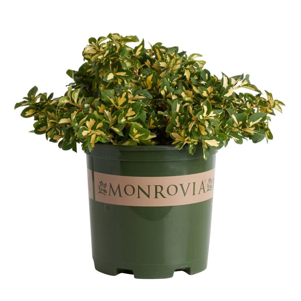 slide 1 of 1, Monrovia Moonshadow Wintercreeper Feature Shrub in 1.6 -Gallon Pot 1.0 -Pack, 1 ct
