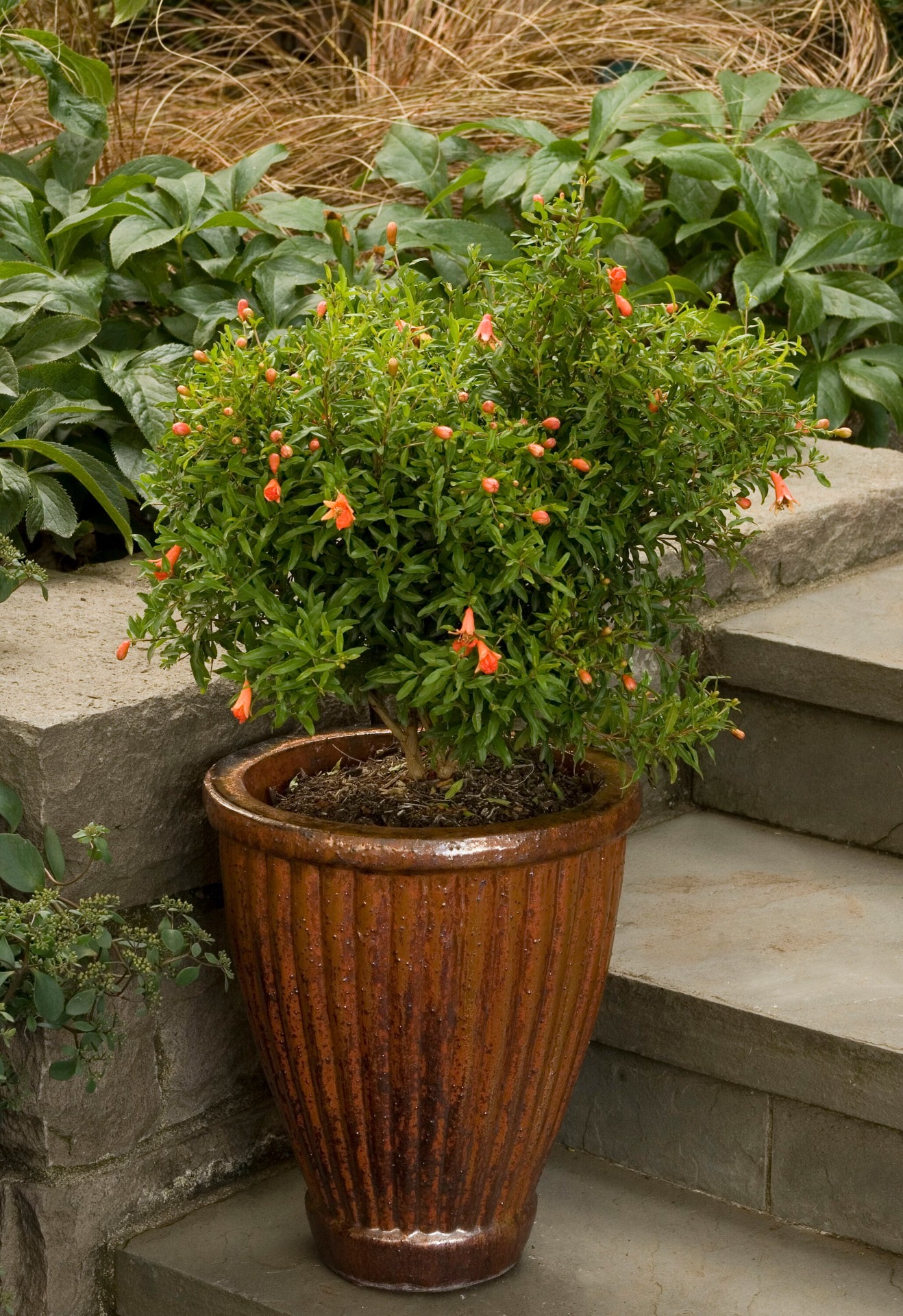 slide 2 of 4, Monrovia Dwarf Pomegranate Flowering Shrub in 1.73 -Gallon Pot 1 -Pack with Red Blooms, 1 ct