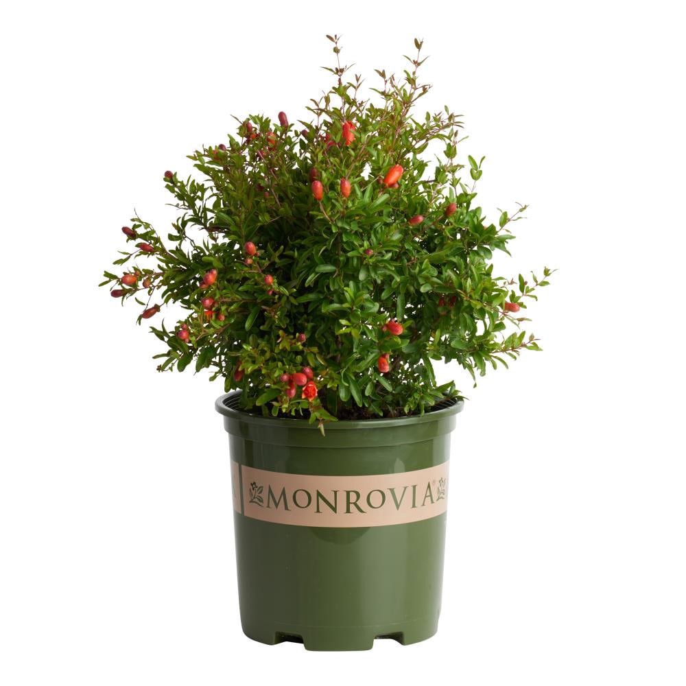 slide 1 of 4, Monrovia Dwarf Pomegranate Flowering Shrub in 1.73 -Gallon Pot 1 -Pack with Red Blooms, 1 ct