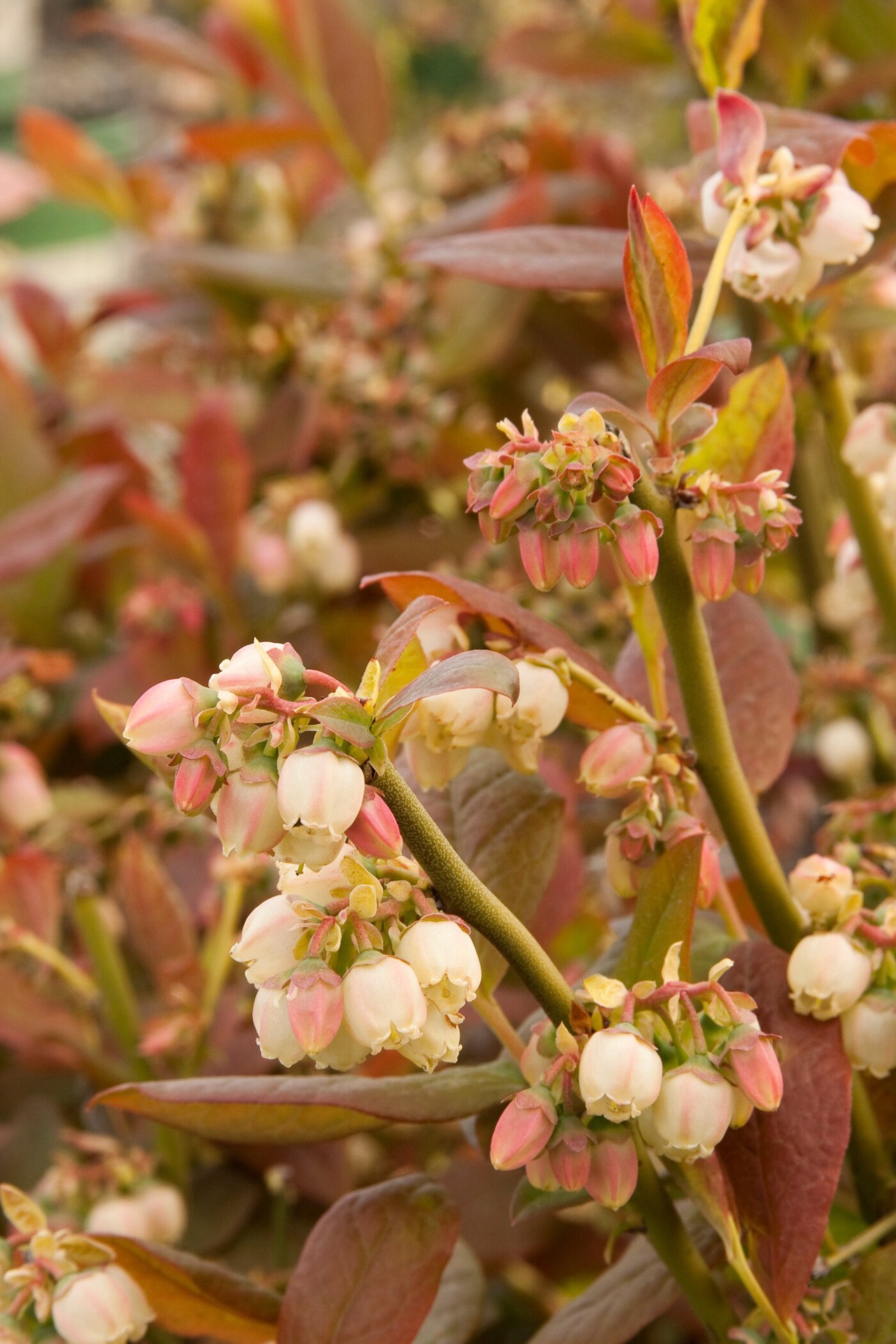 slide 2 of 3, Monrovia Patriot Early Season Blueberry Flowering Shrub in 1.73 -Gallon Pot 1 -Pack with White Blooms, 1 ct