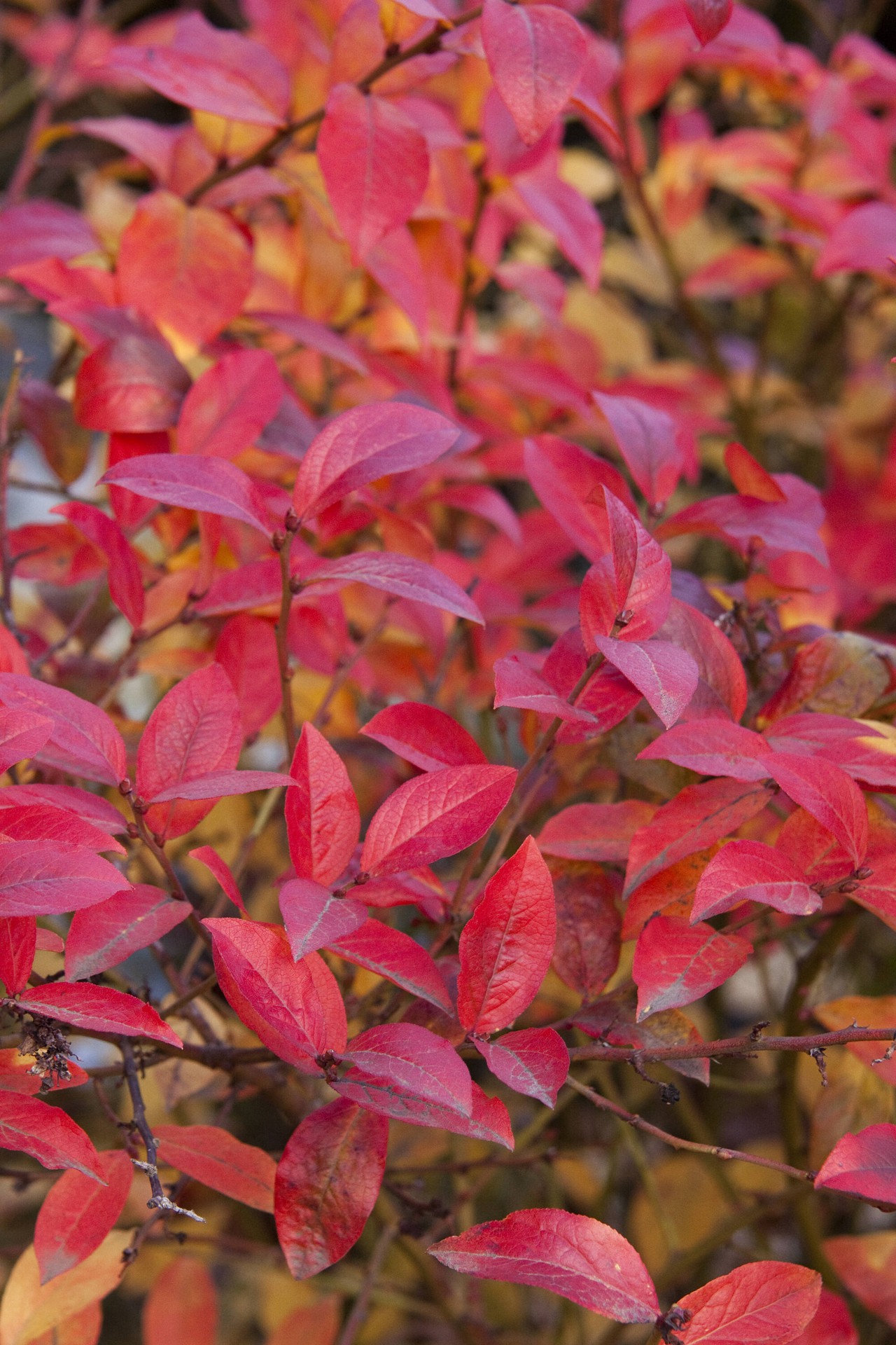 slide 3 of 3, Monrovia Patriot Early Season Blueberry Flowering Shrub in 1.73 -Gallon Pot 1 -Pack with White Blooms, 1 ct