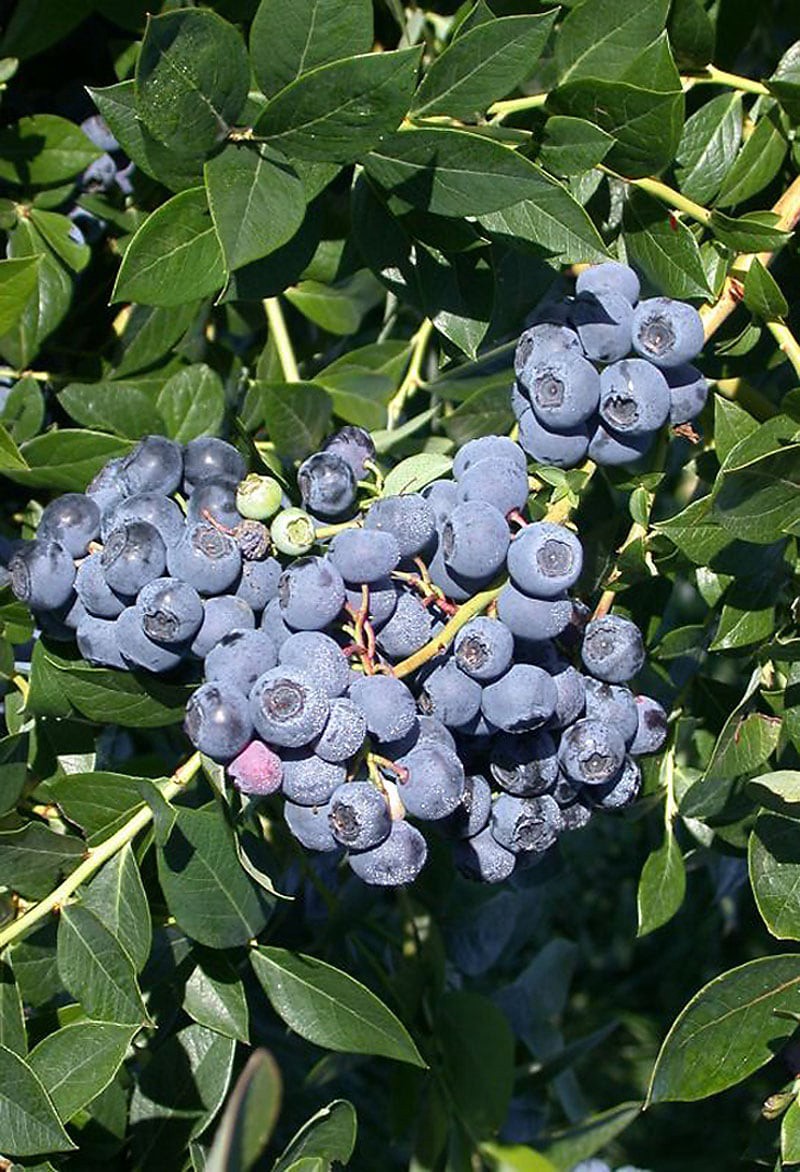 slide 1 of 3, Monrovia Patriot Early Season Blueberry Flowering Shrub in 1.73 -Gallon Pot 1 -Pack with White Blooms, 1 ct