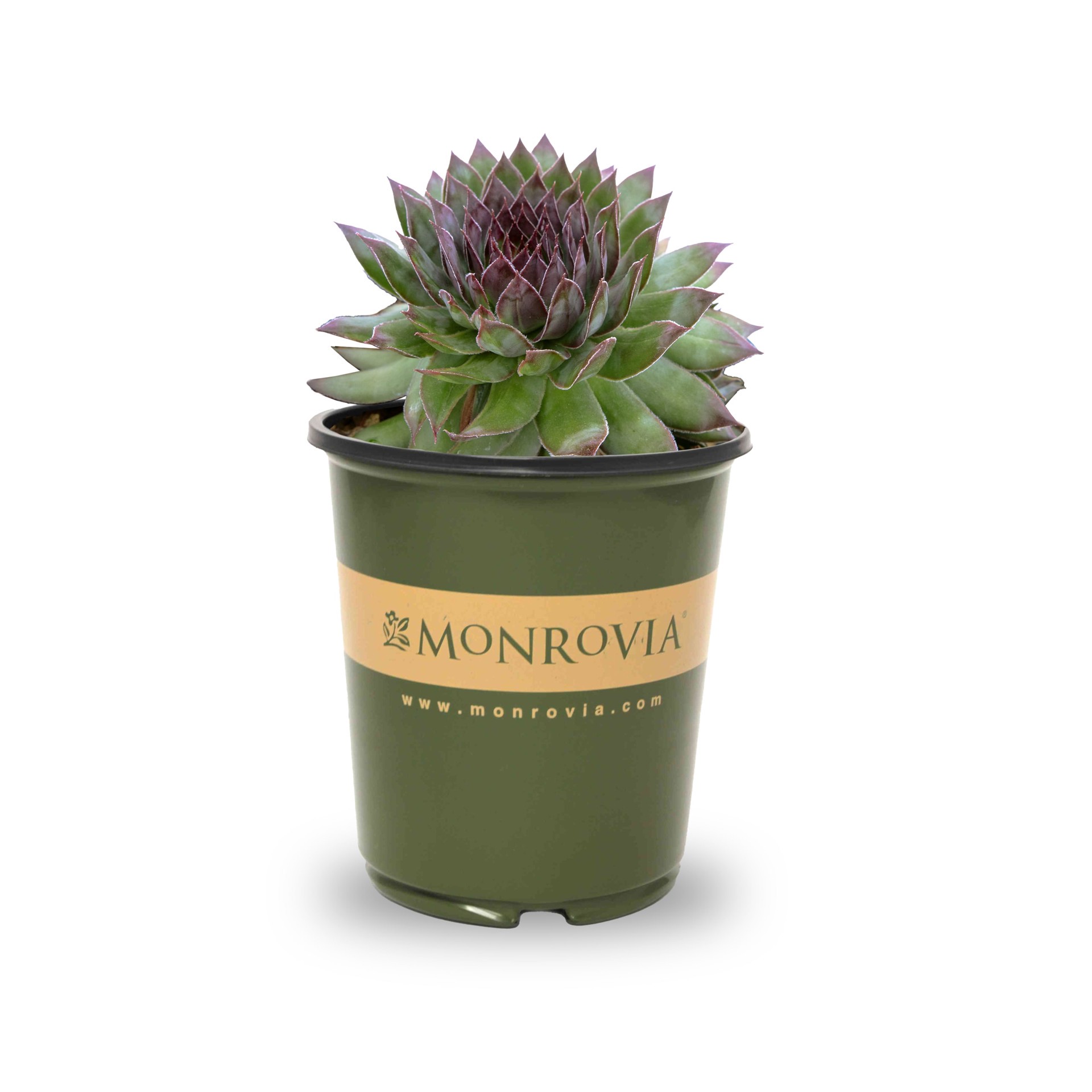 slide 1 of 4, Monrovia 1.0 -Pack Black Hens And Chicks Sedum in 3 -Quart Pot, 1 ct