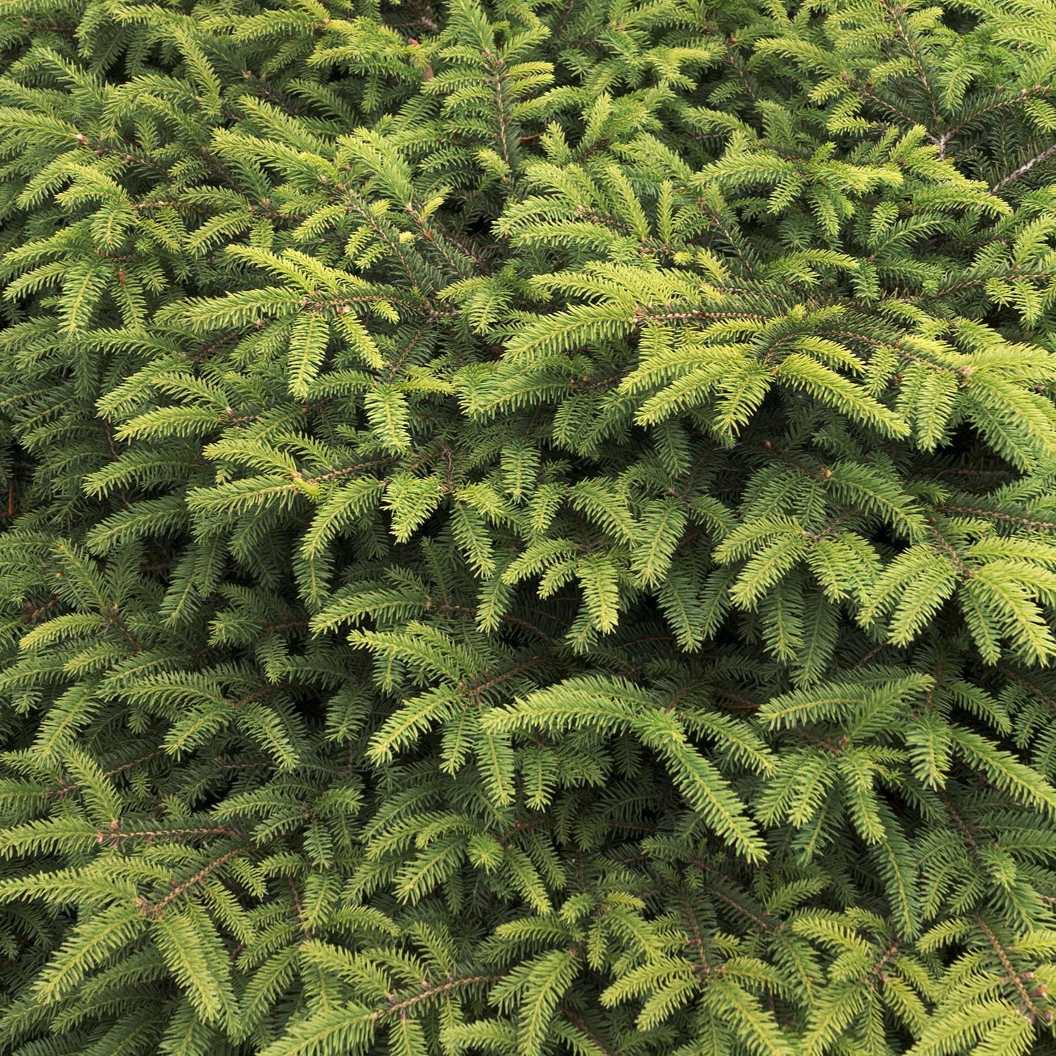 slide 2 of 4, Monrovia Nest Spruce Foundation/Hedge Shrub in 1.73 -Gallon Pot 1 -Pack, 1 ct