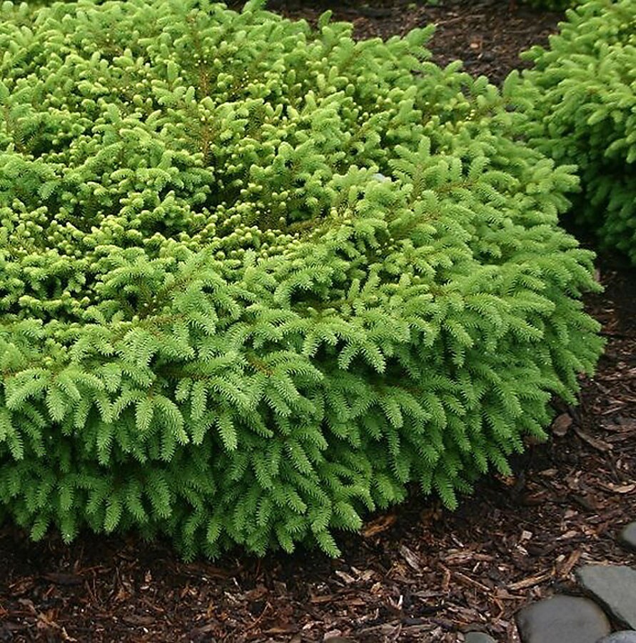 slide 1 of 4, Monrovia Nest Spruce Foundation/Hedge Shrub in 1.73 -Gallon Pot 1 -Pack, 1 ct