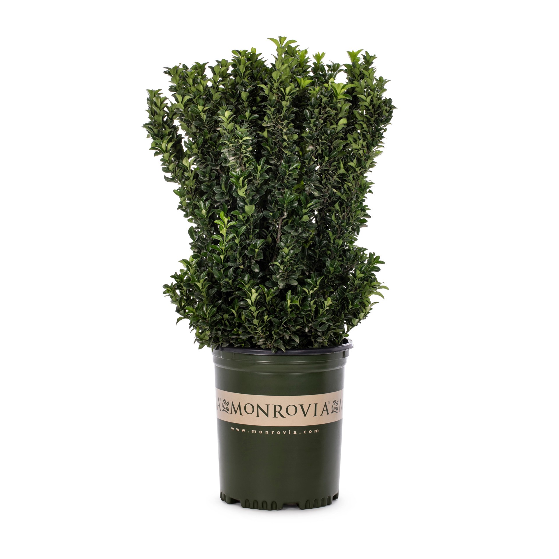 slide 1 of 4, Monrovia Green Spire Euonymus Feature Shrub in 1.73 -Gallon Pot 1.0 -Pack, 1 ct