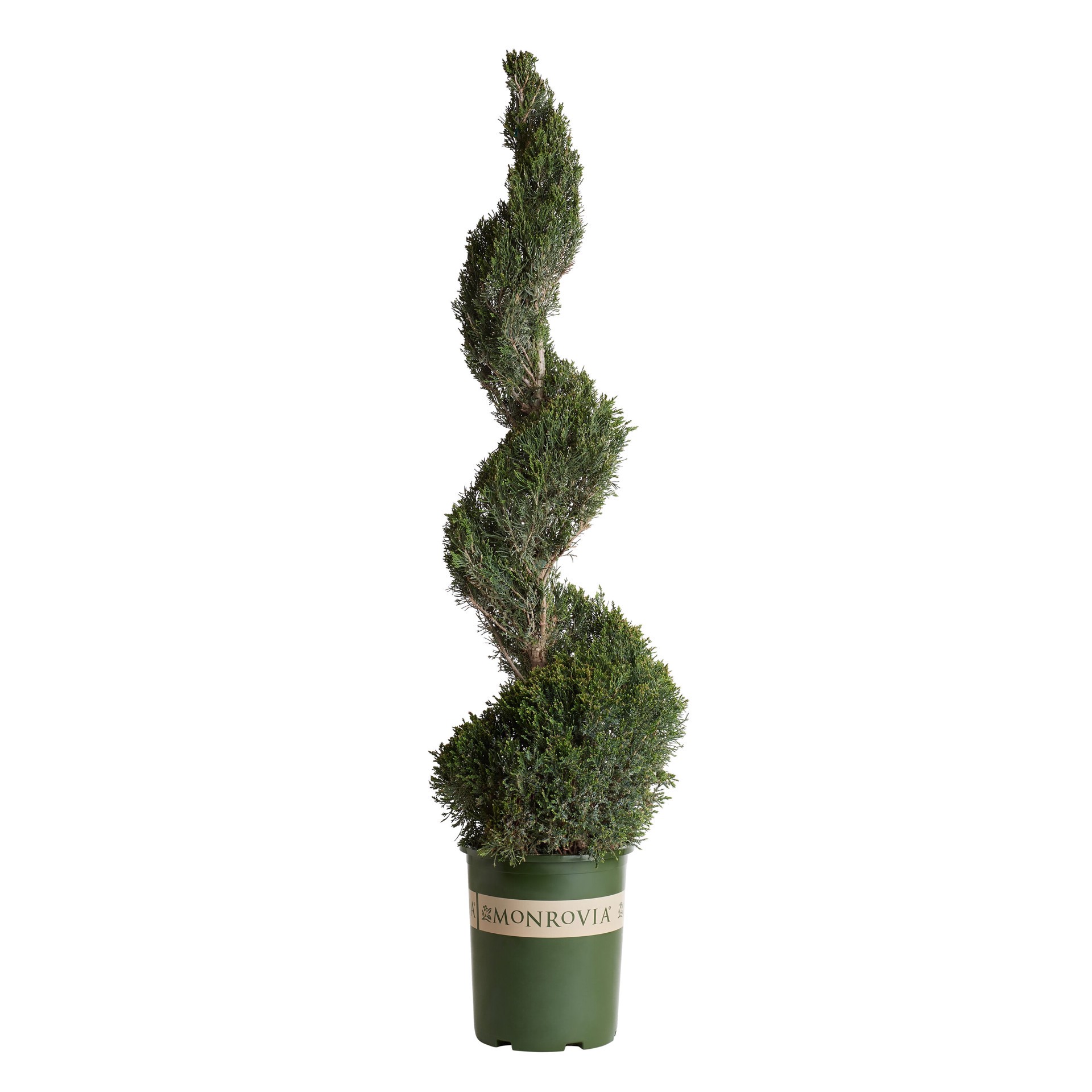 slide 1 of 4, Monrovia Mint Julep Juniper Accent Shrub in 3.58 -Gallon Pot 1 -Pack, 1 ct