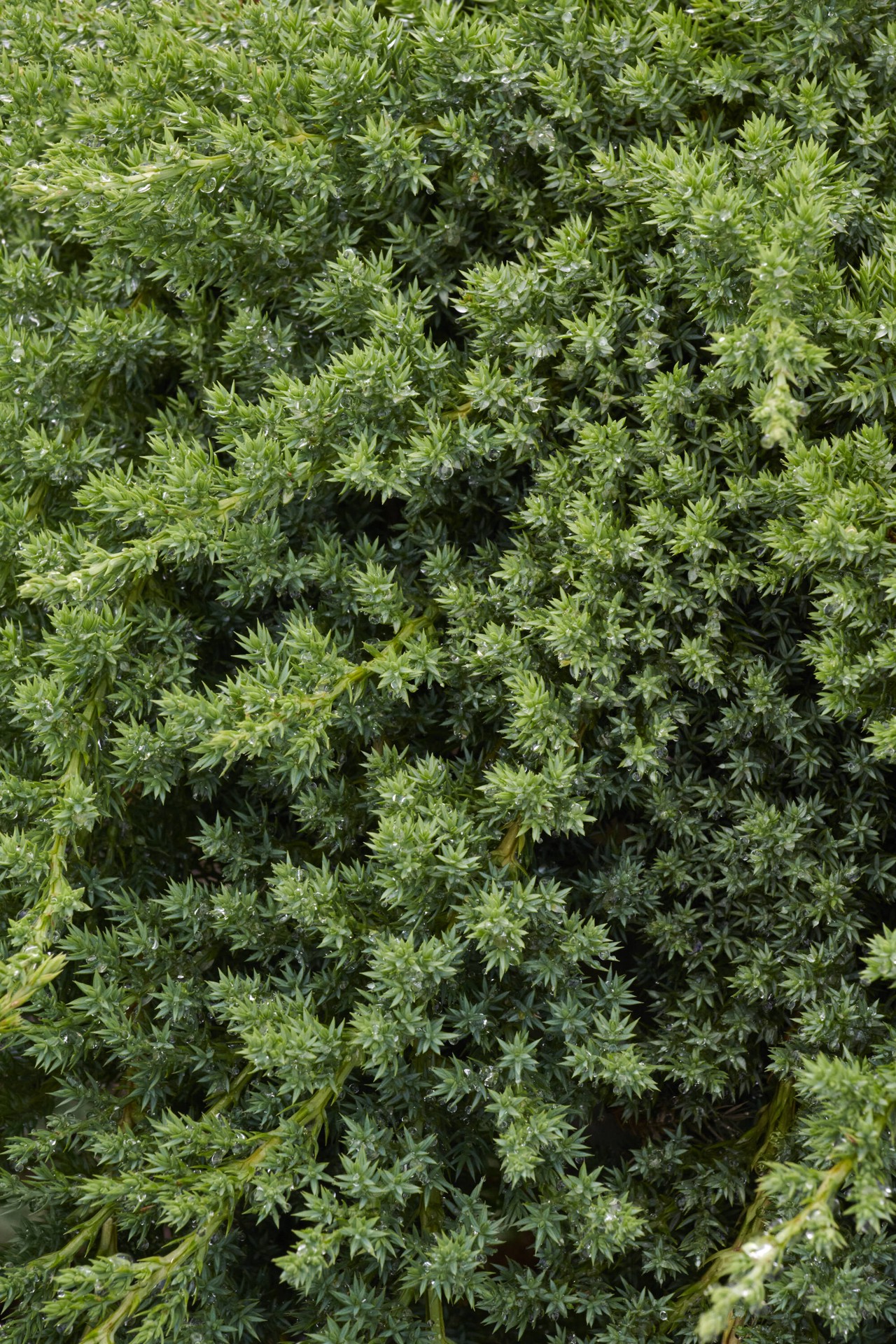 slide 2 of 4, Monrovia Dwarf Japanese Garden Juniper Accent Shrub in 1.73 -Gallon Pot 1 -Pack, 1 ct