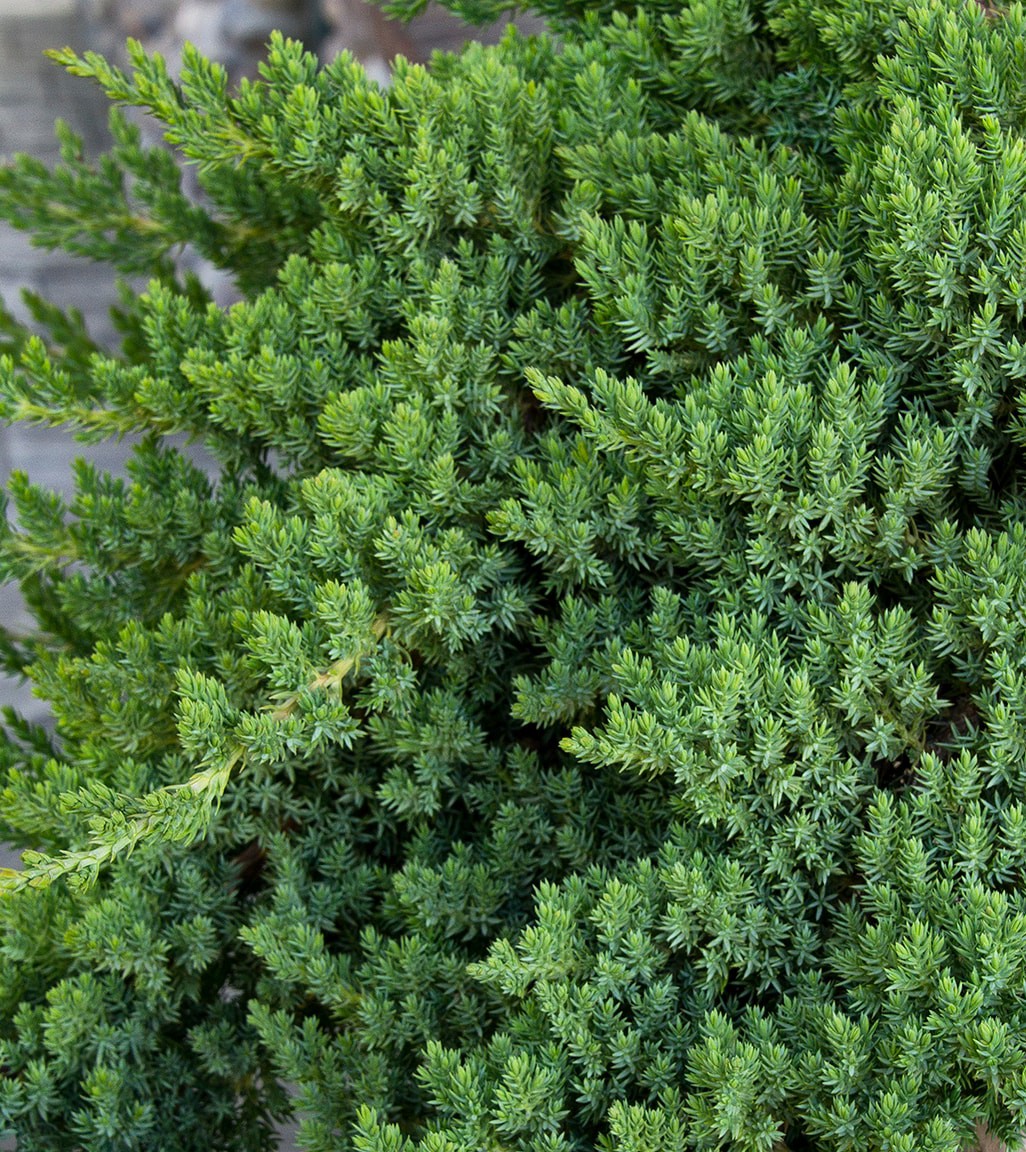 slide 3 of 4, Monrovia Dwarf Japanese Garden Juniper Accent Shrub in 1.73 -Gallon Pot 1 -Pack, 1 ct