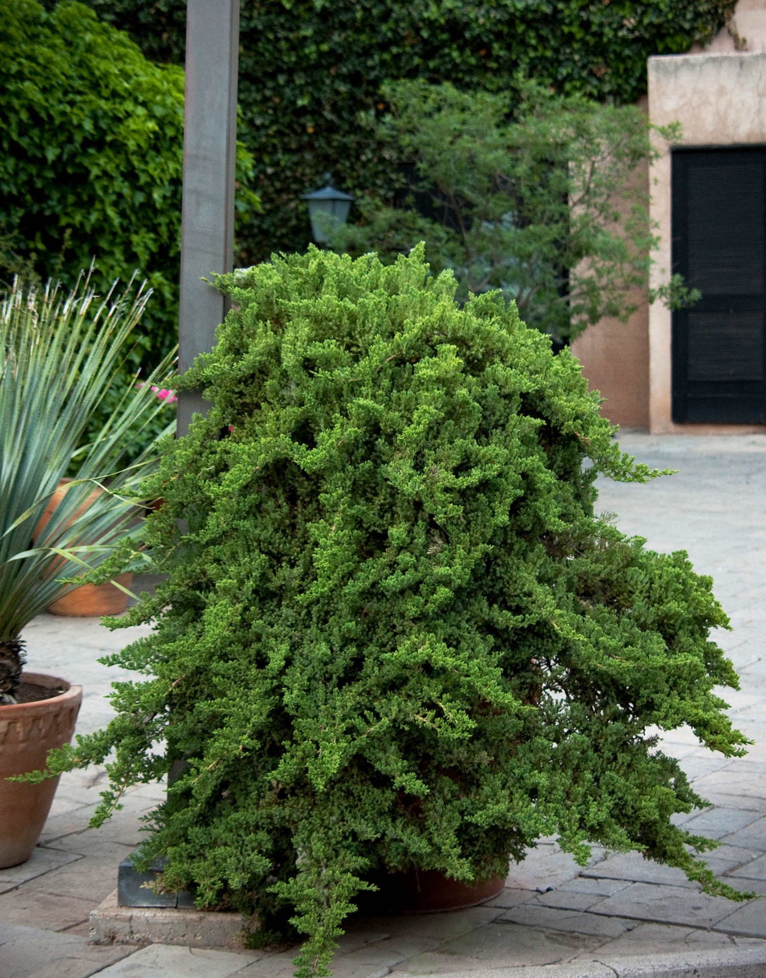 slide 4 of 4, Monrovia Dwarf Japanese Garden Juniper Accent Shrub in 1.73 -Gallon Pot 1 -Pack, 1 ct
